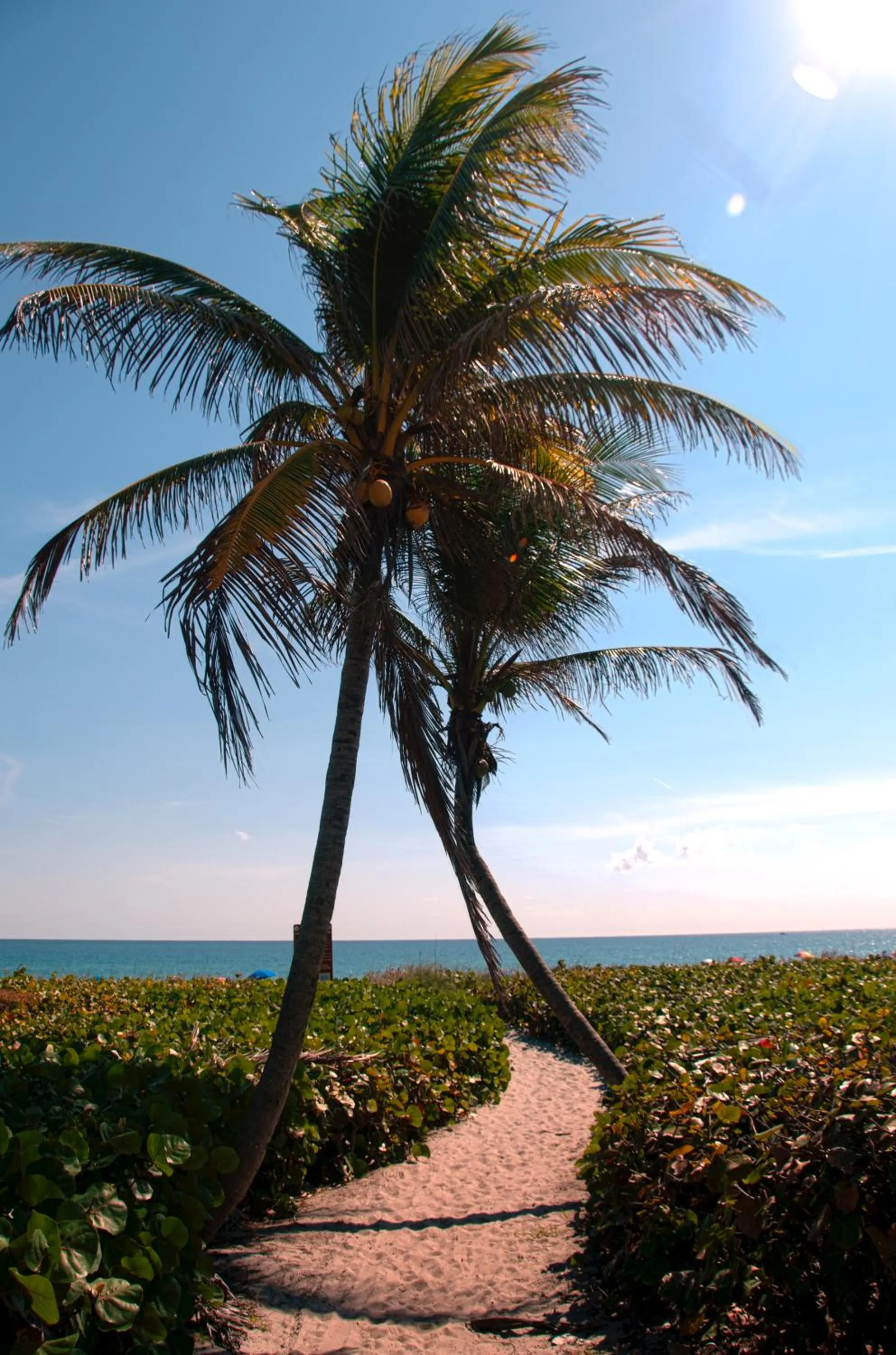 Beach in The Dover House Resort