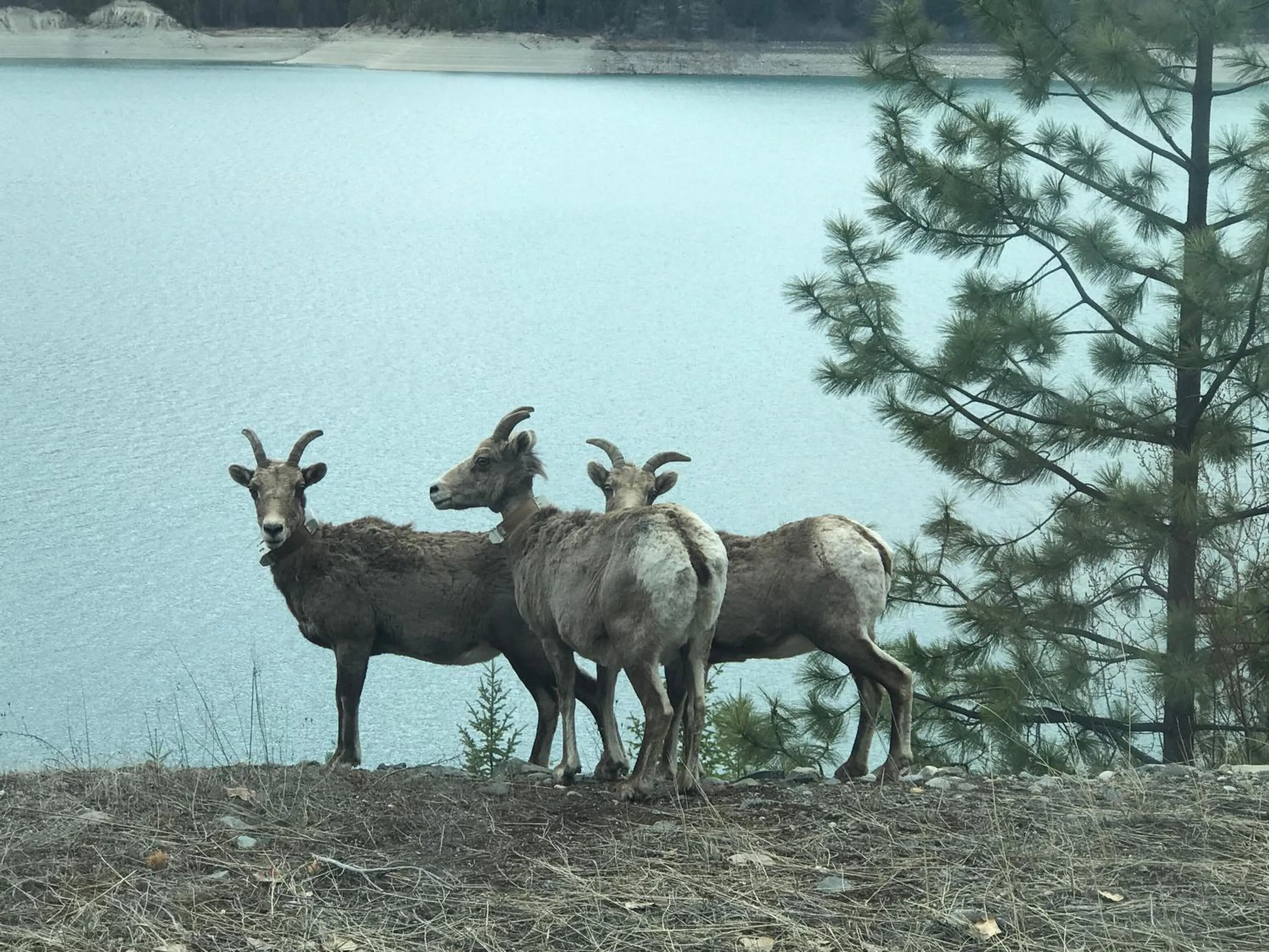 Animals in Good Medicine Lodge