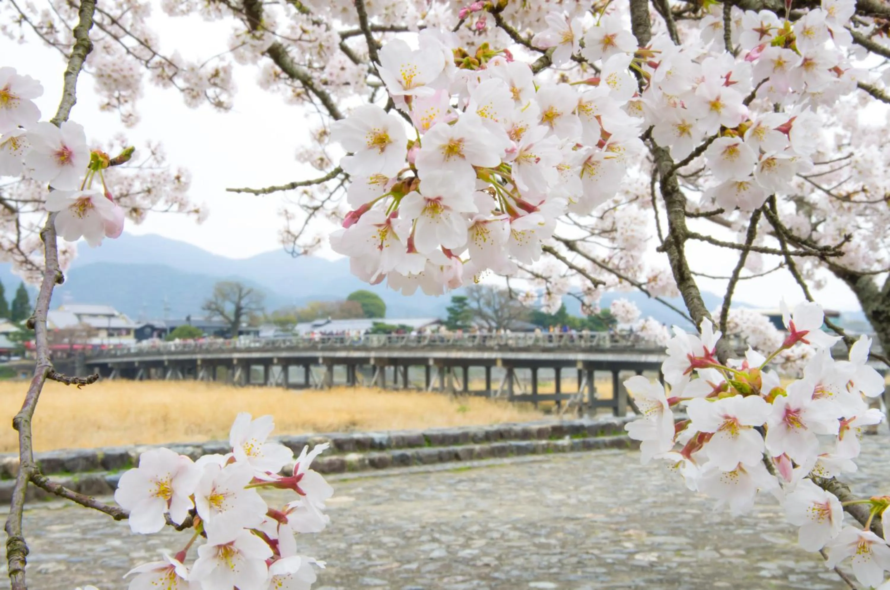 Nearby landmark in Hotel M's Plus Shijo Omiya