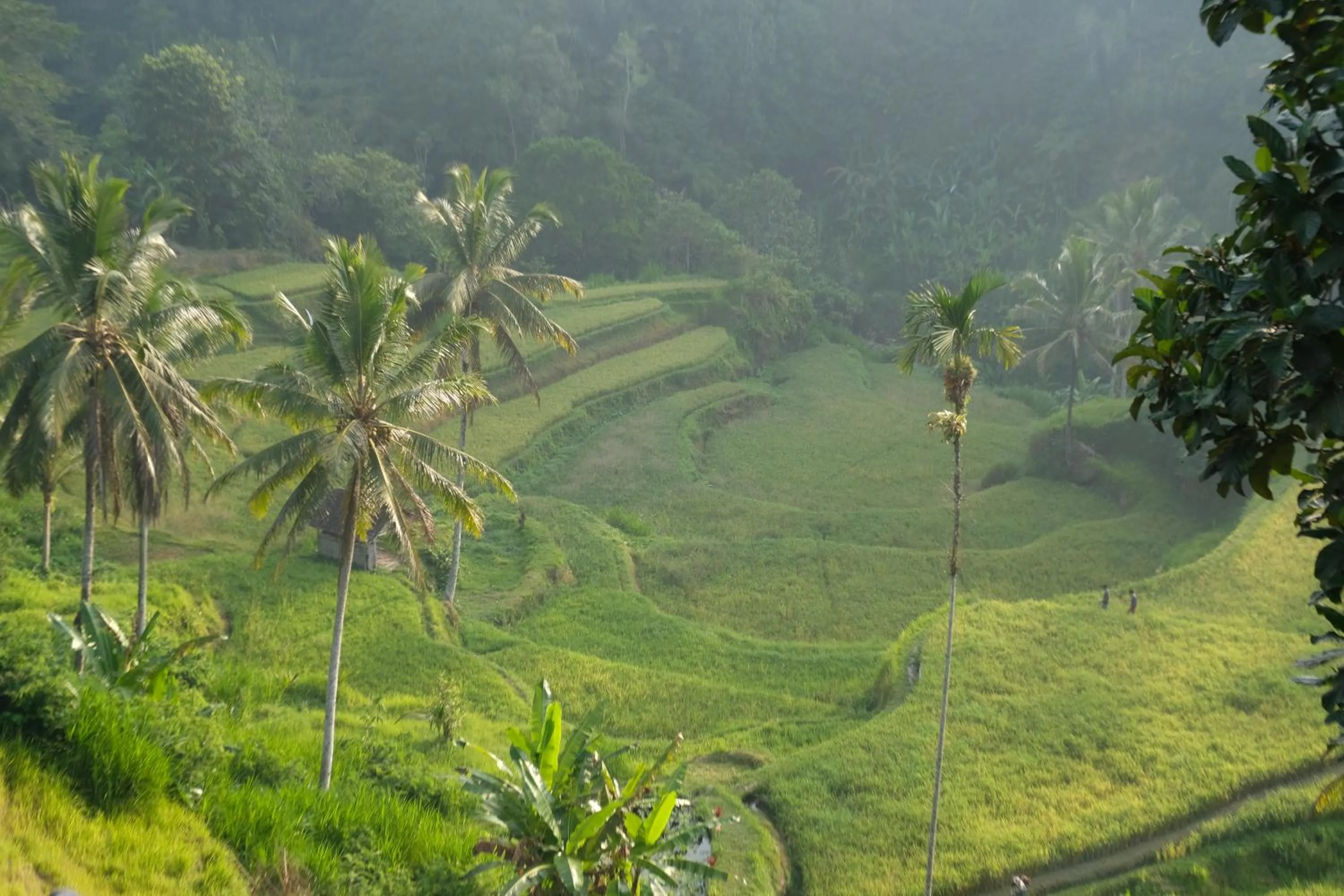 Garden view in Suarapura Resort & Spa