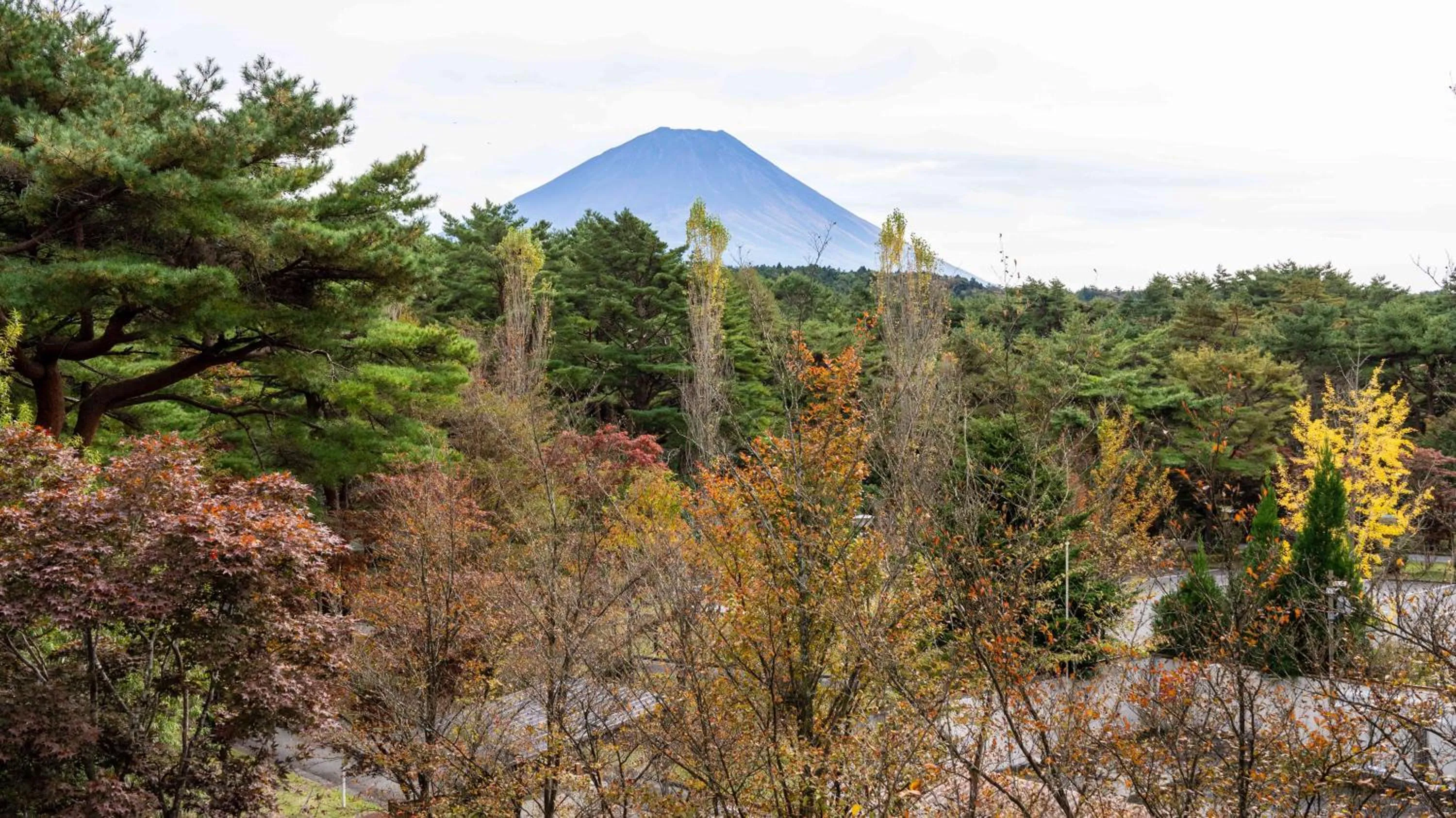 Spring in Motosu Phoenix Hotel