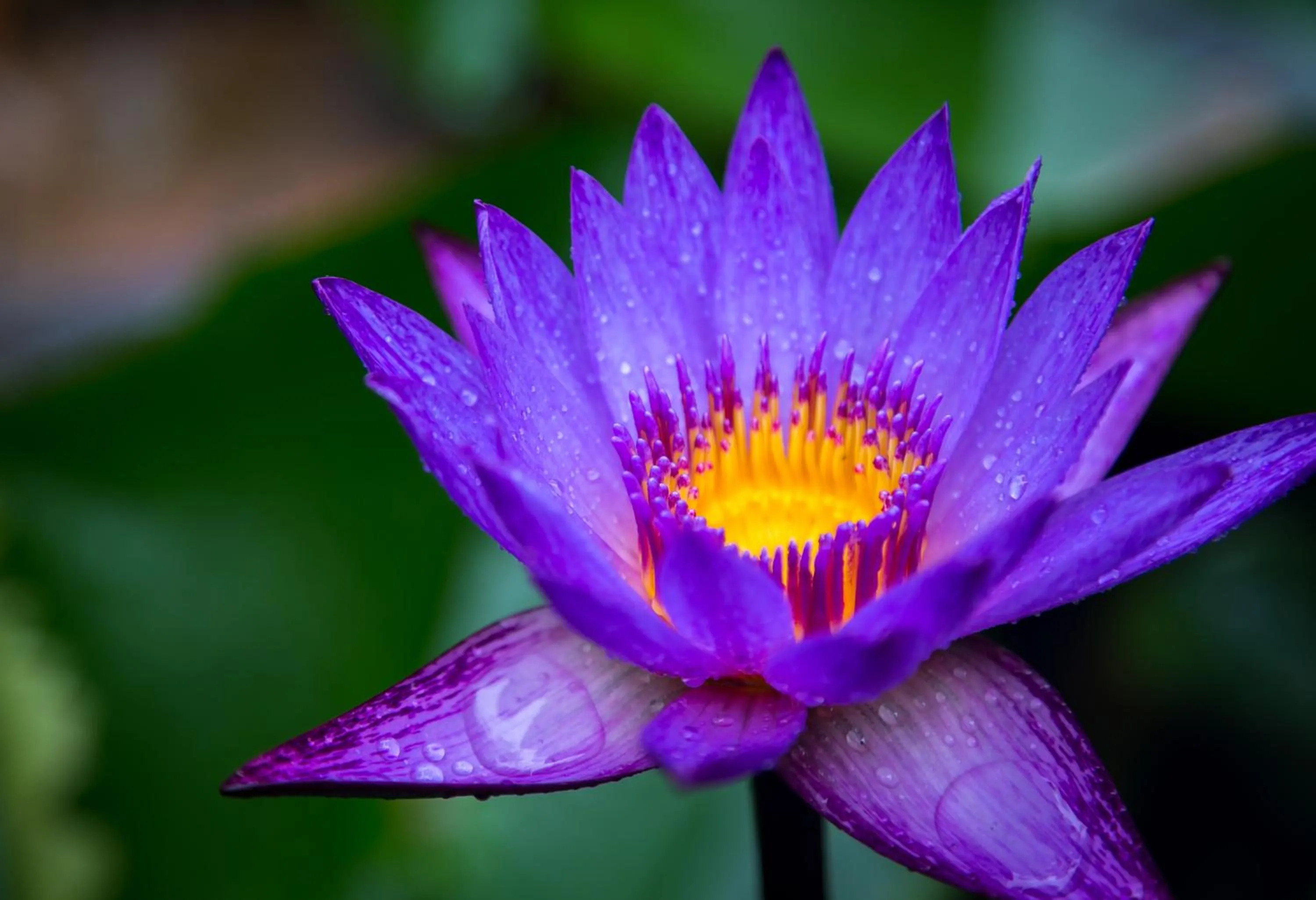 Garden in Damrei Residence & Spa