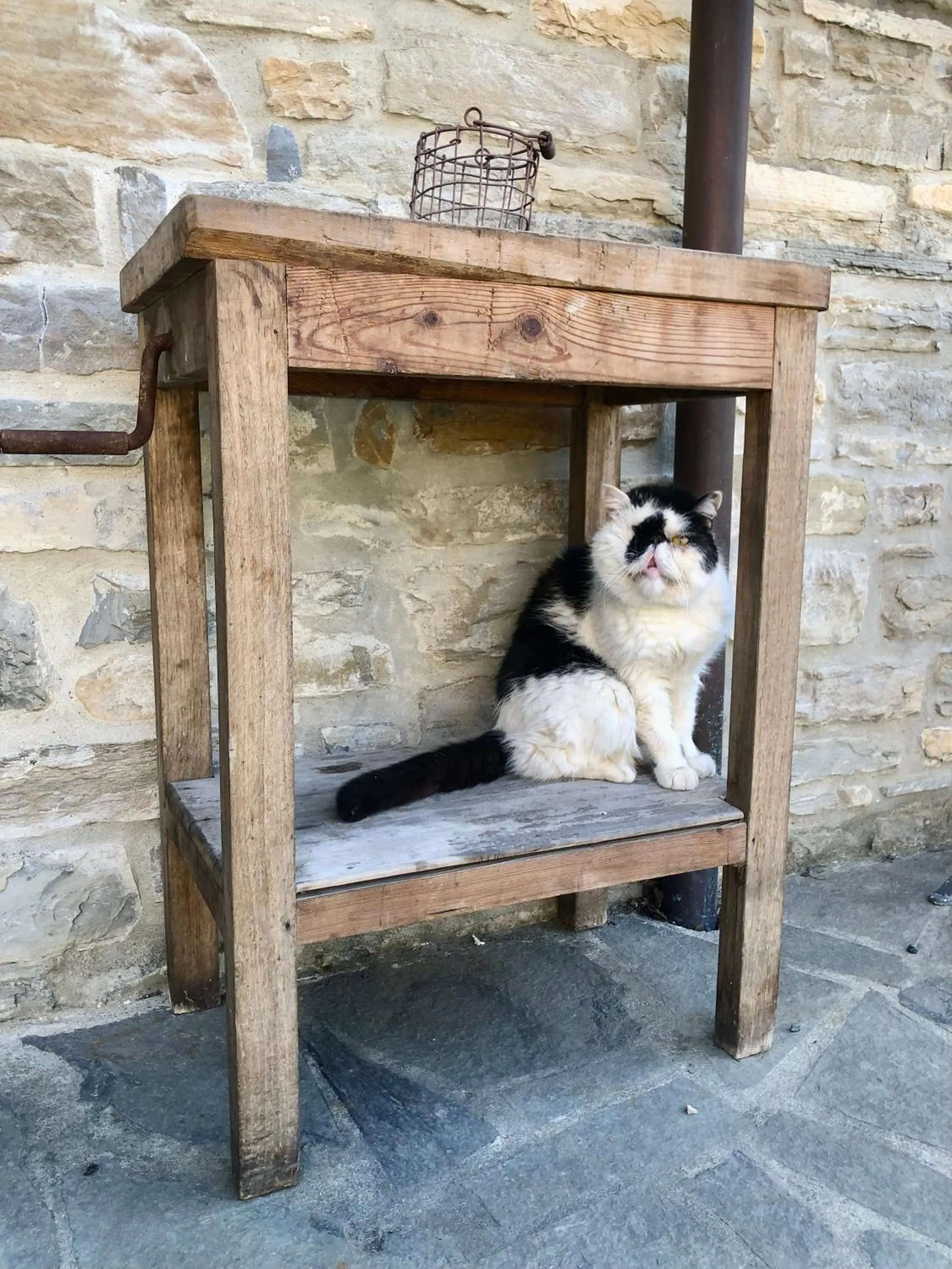 Pets in La Locanda nel vento