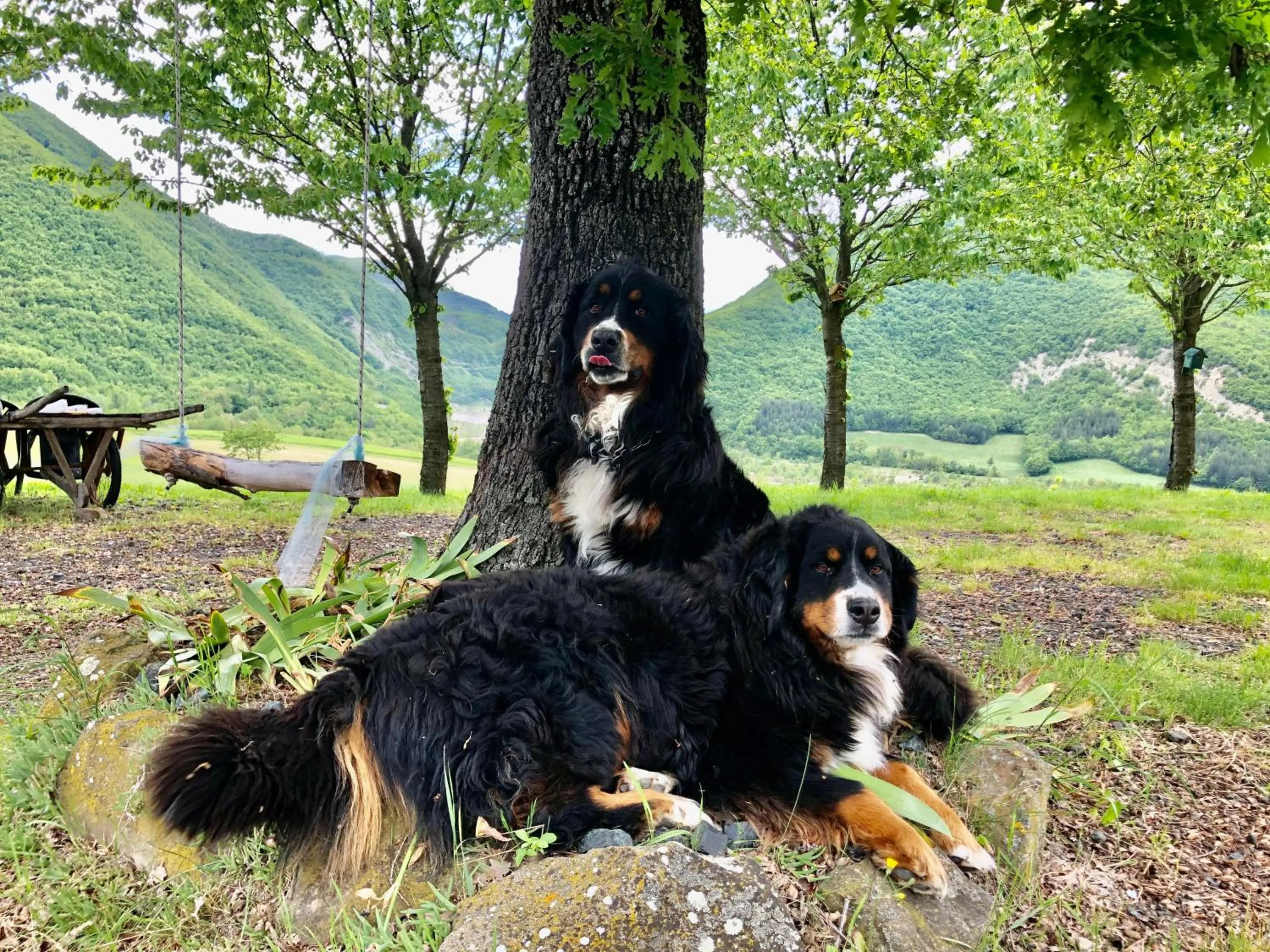 Pets in La Locanda nel vento