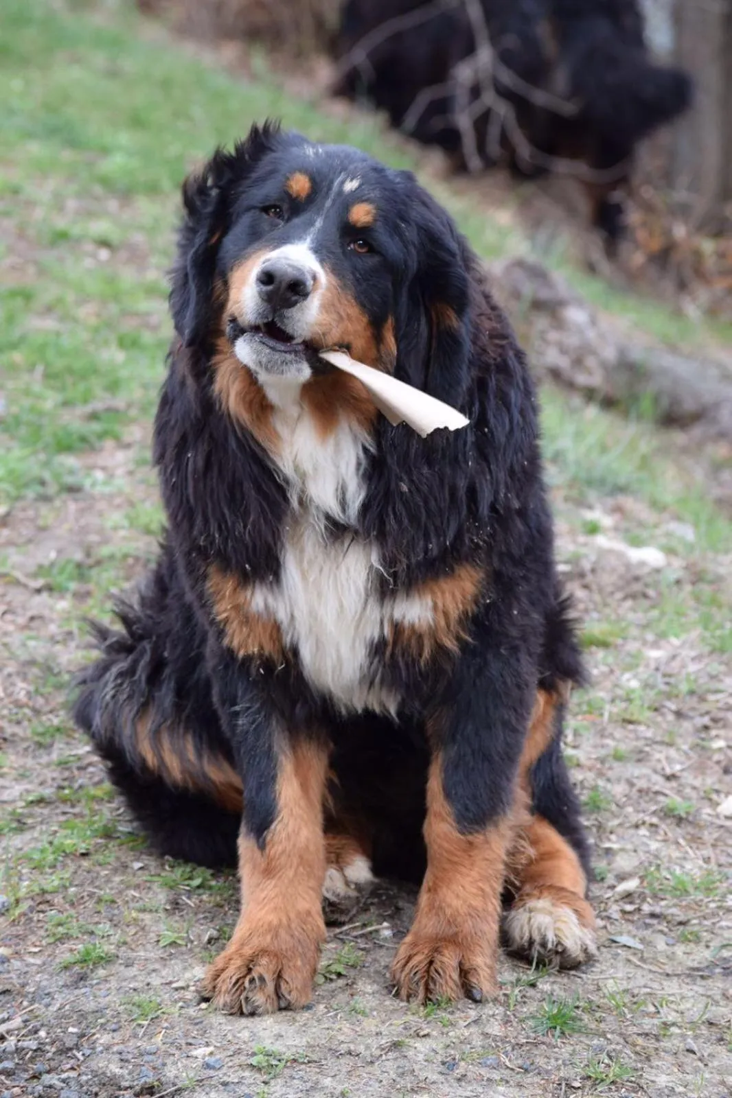 Pets in La Locanda nel vento