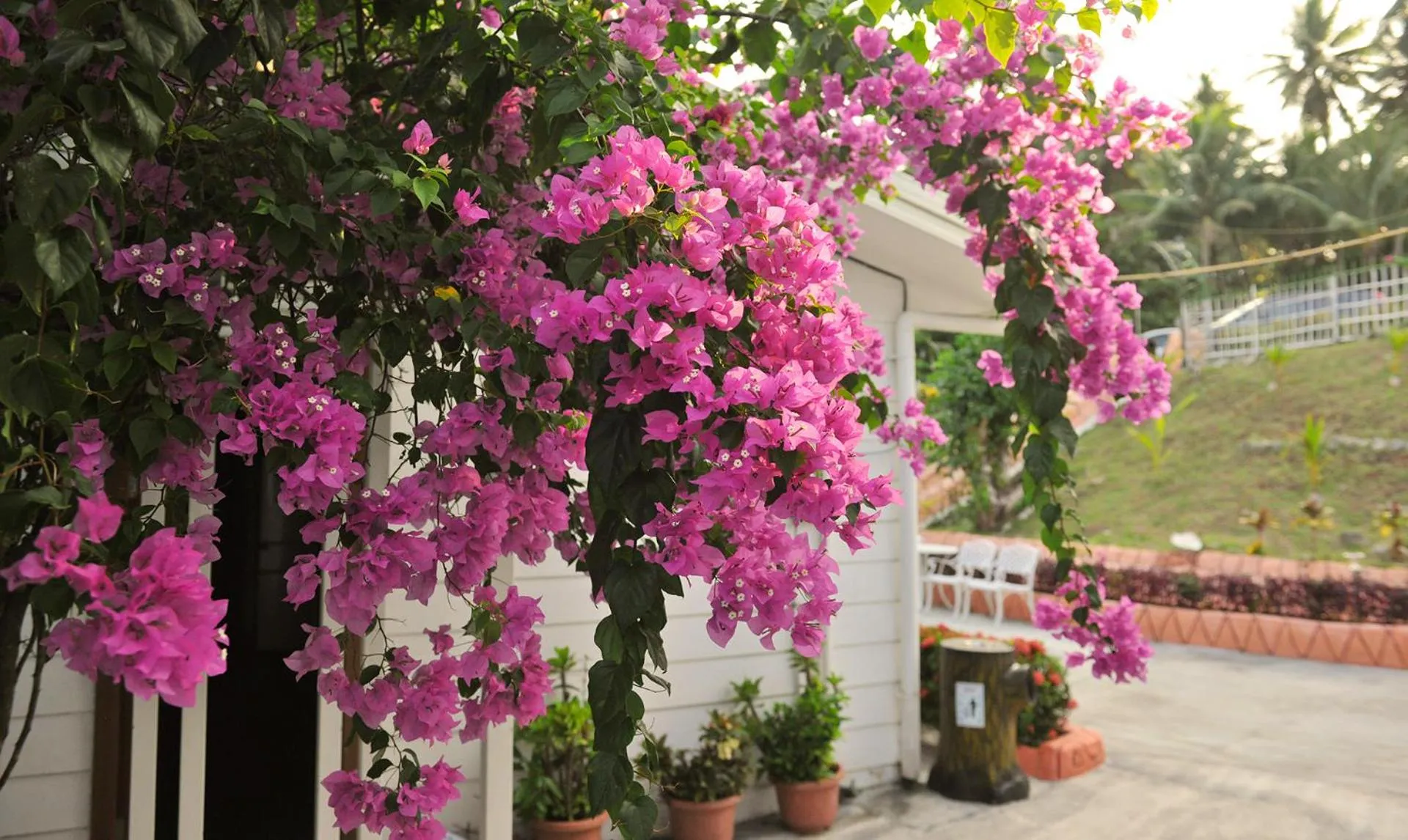 Natural landscape in Shell Villa apartel resort