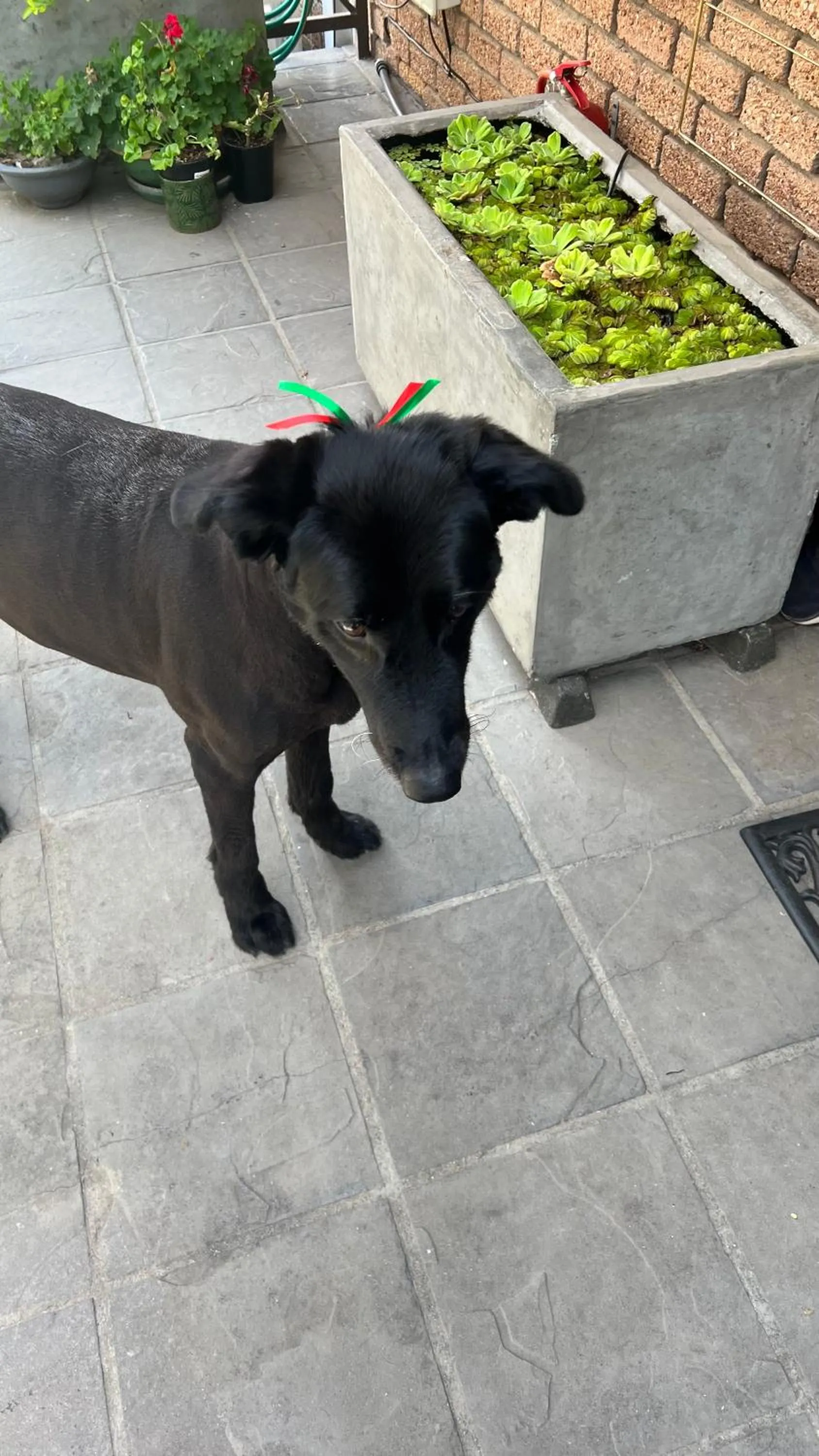 Pets in Wellington Country House