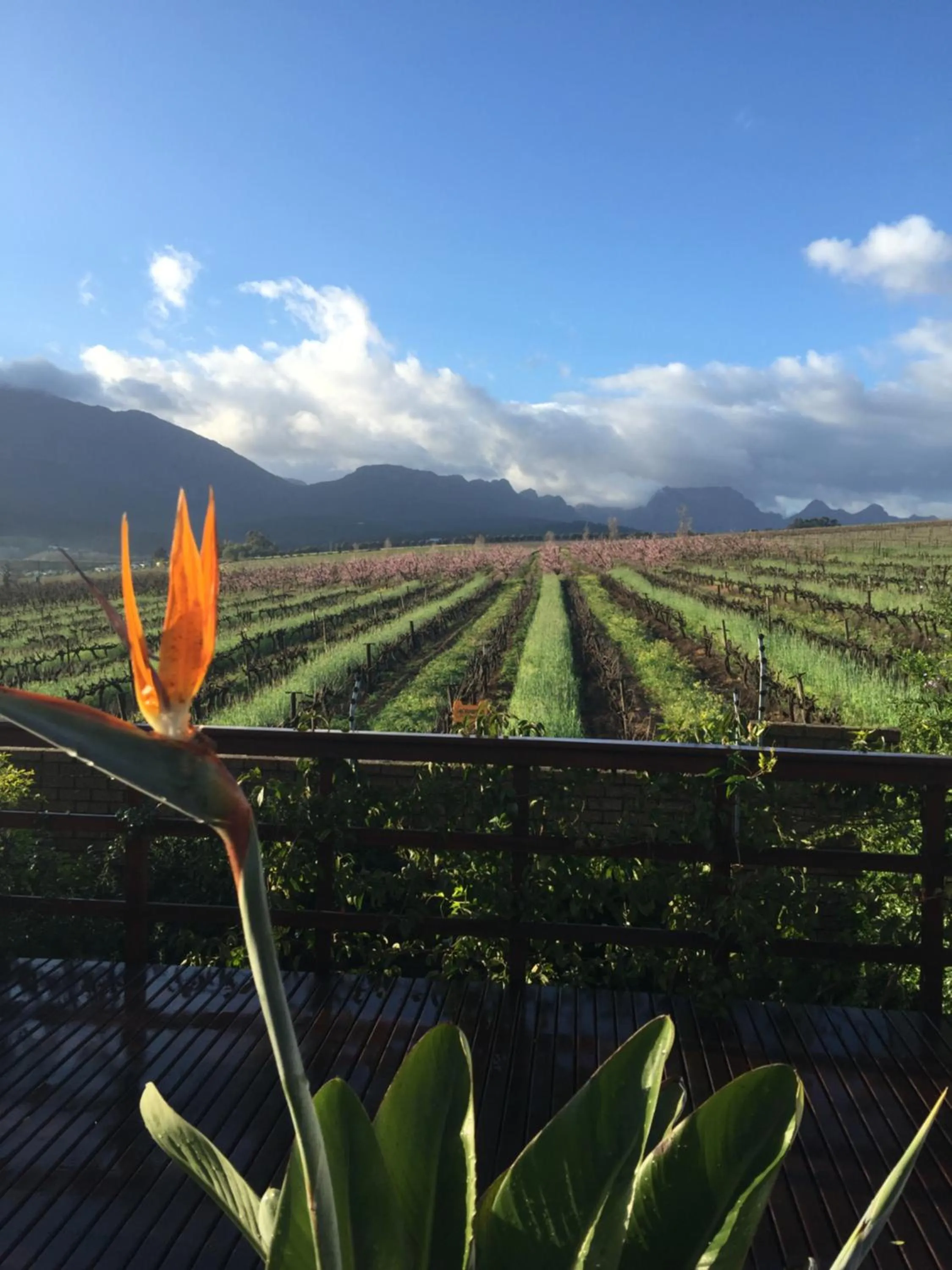 Spring in Wellington Country House