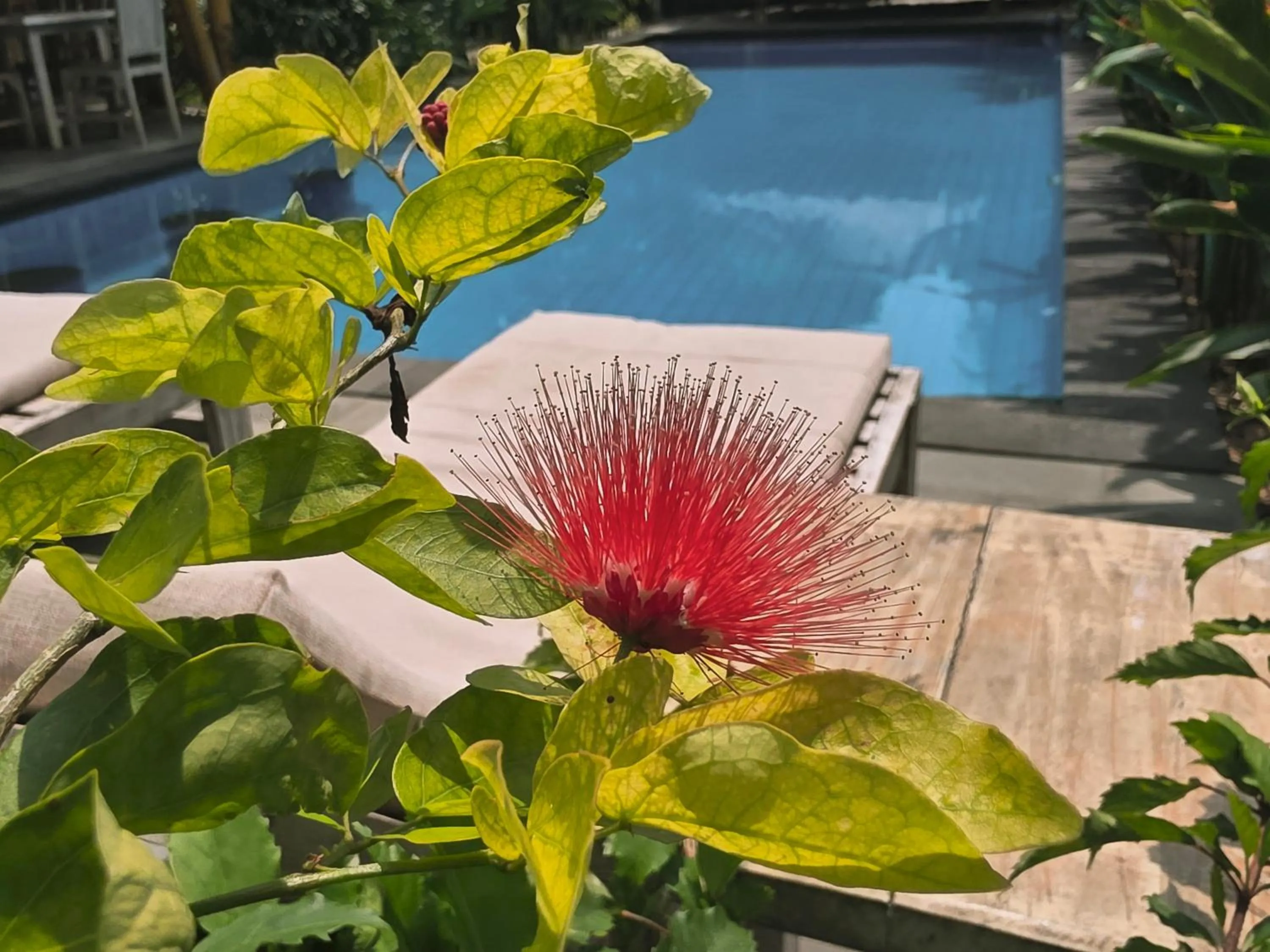 Garden in Gili Matiki