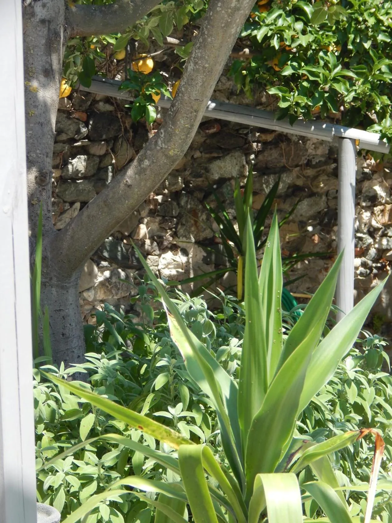 Garden in B&B Piè del Castello