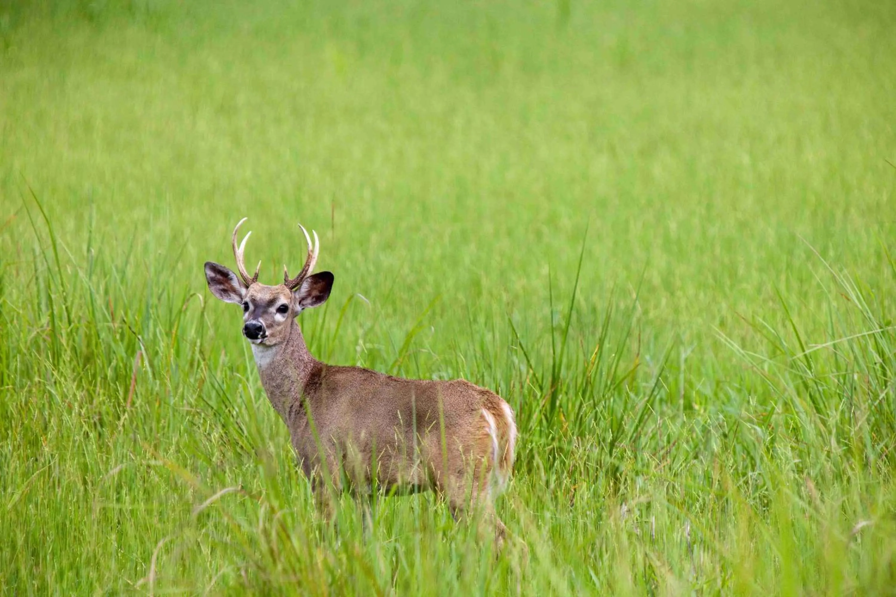 Animals in Chan Chich Lodge
