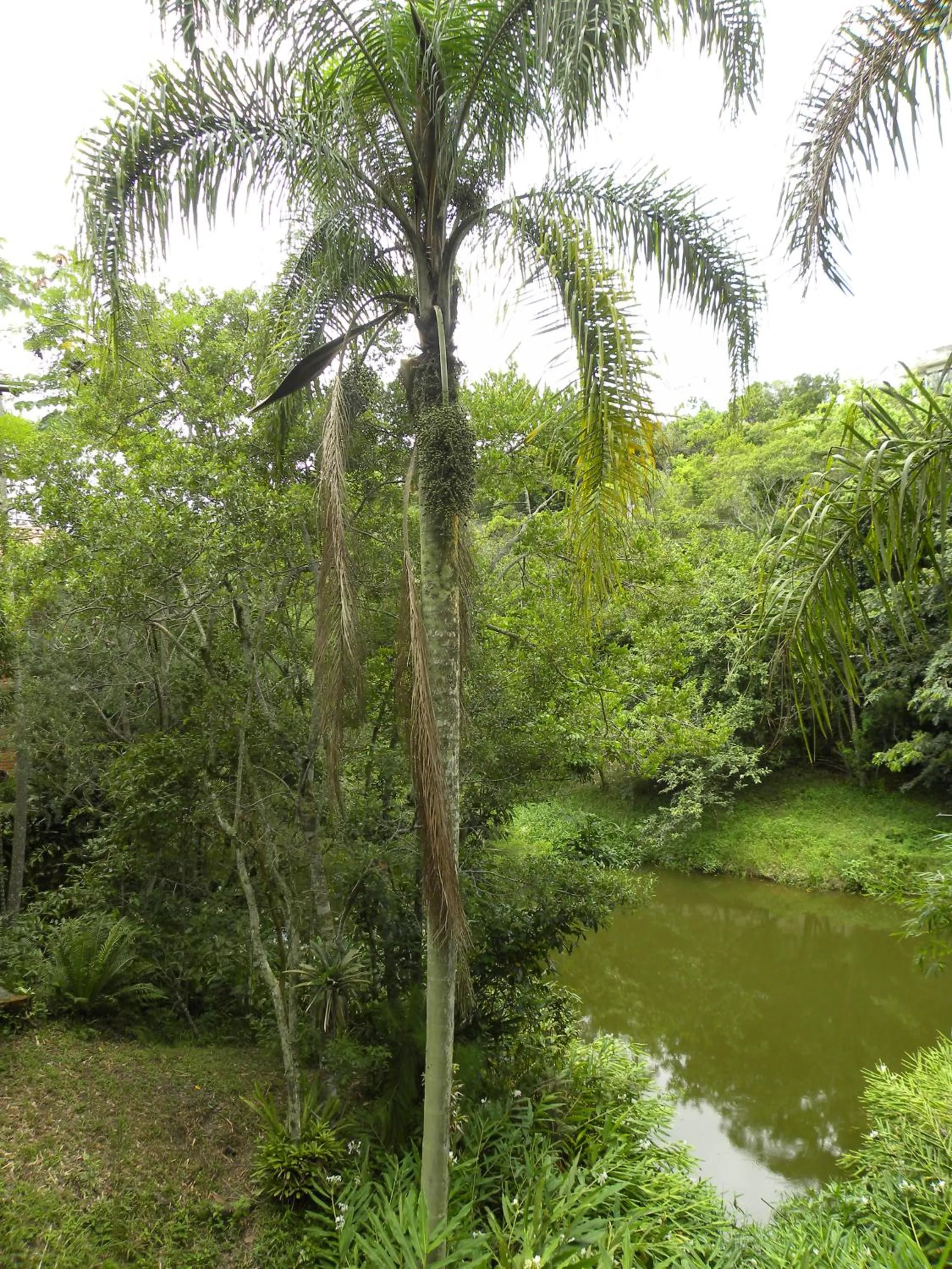 Lake view in Pousada Nosso Bosque