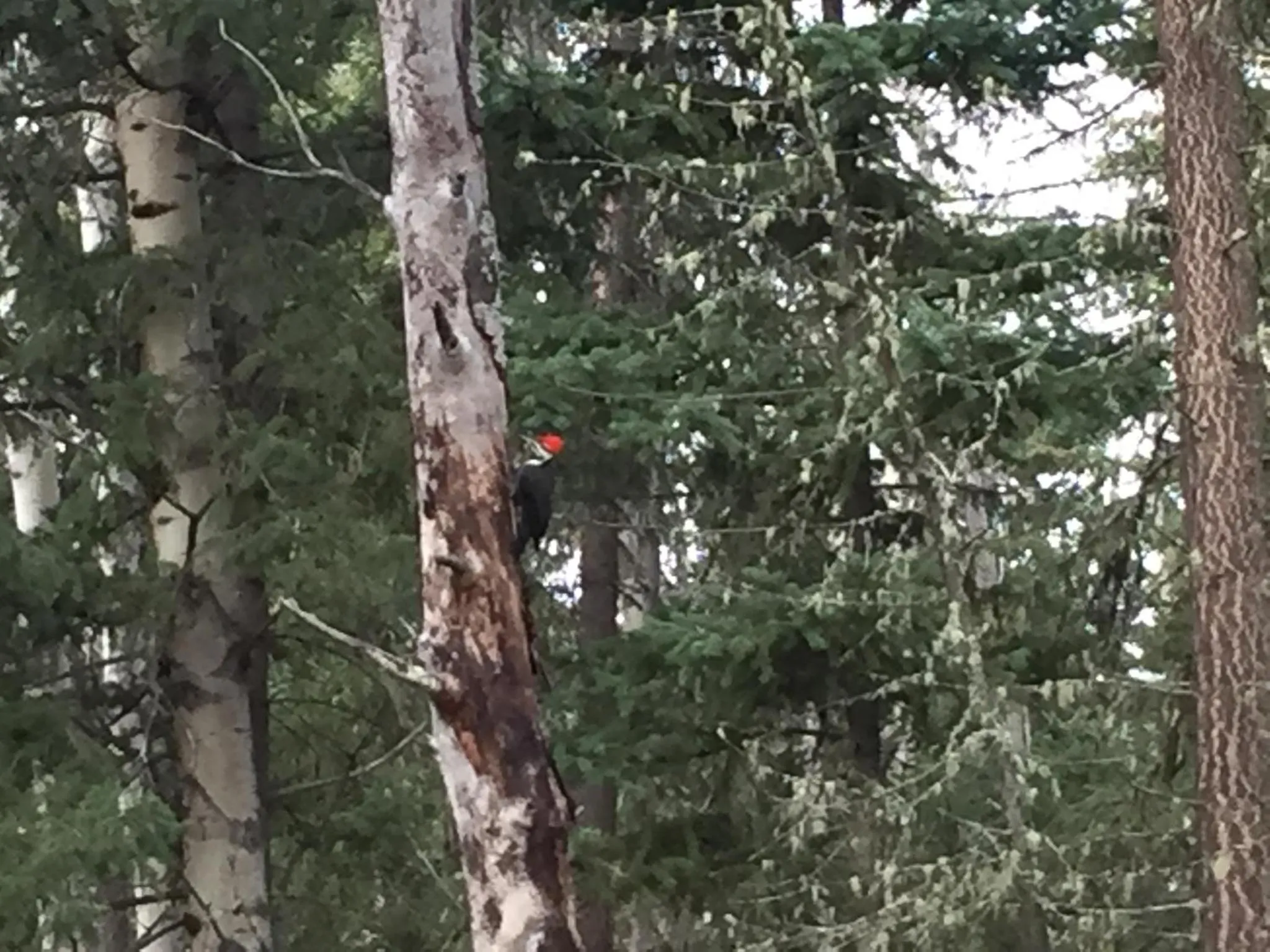 Montana Hill Guest Ranch