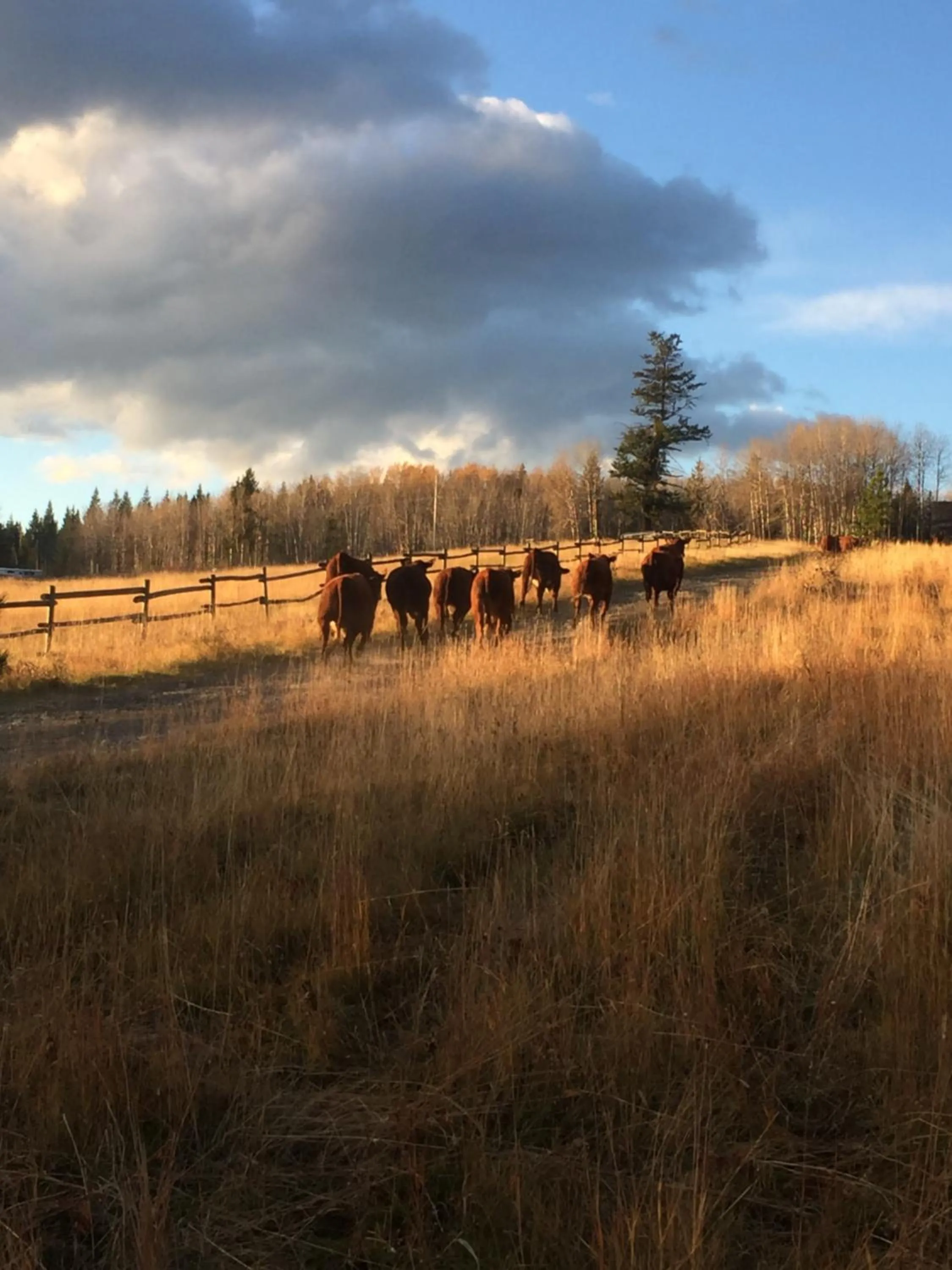 Animals in Montana Hill Guest Ranch