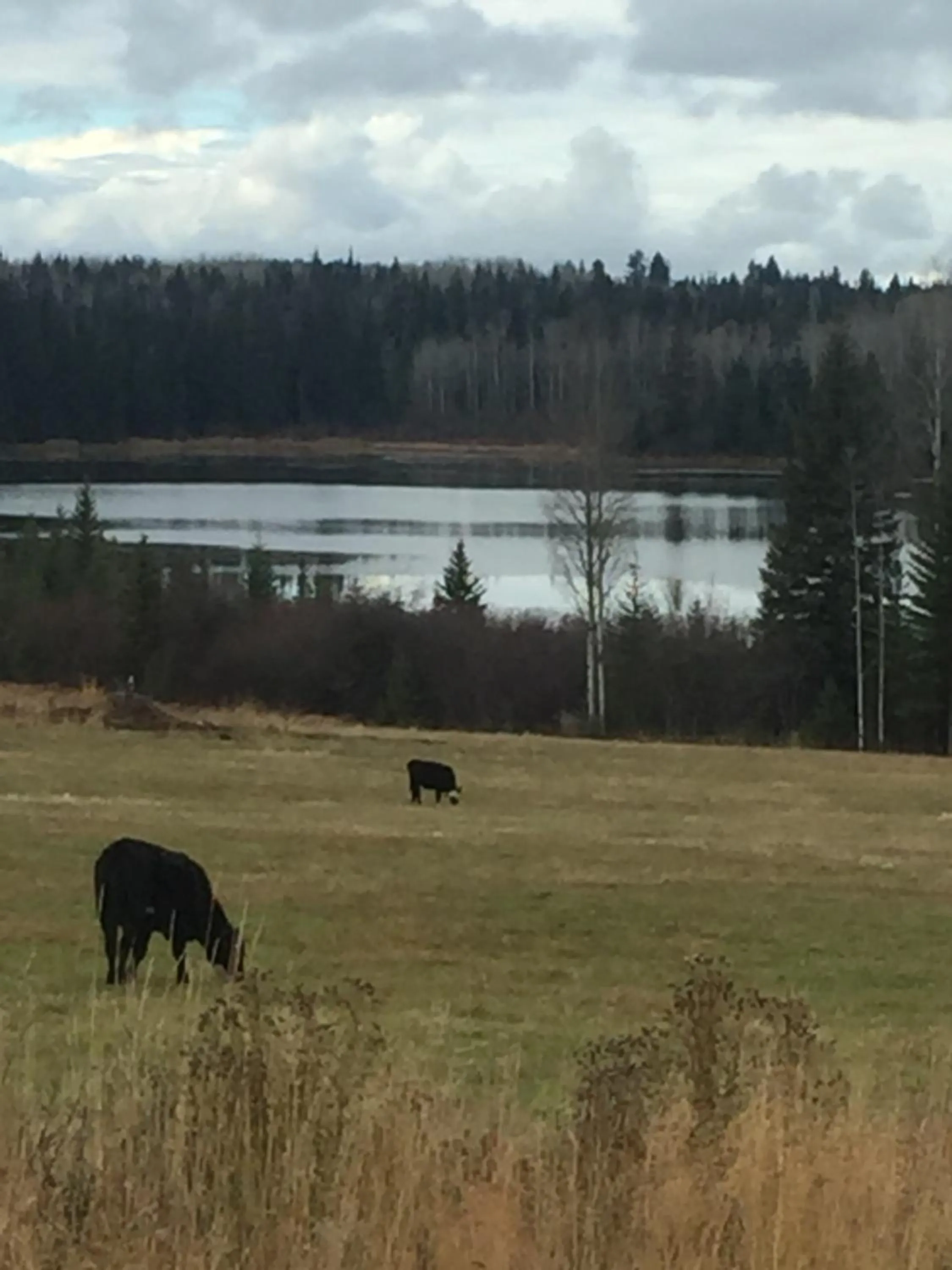 Animals in Montana Hill Guest Ranch