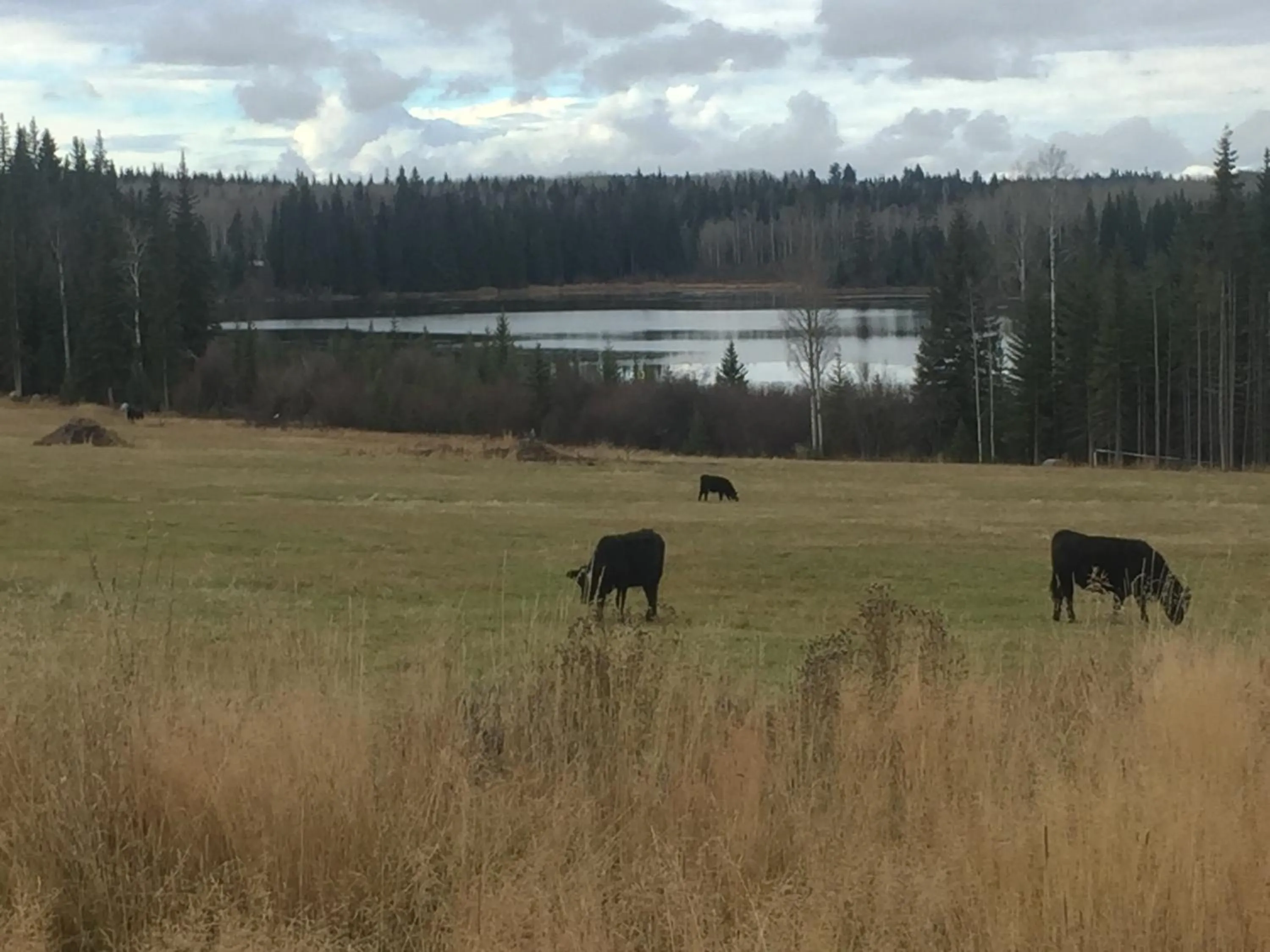 Animals in Montana Hill Guest Ranch