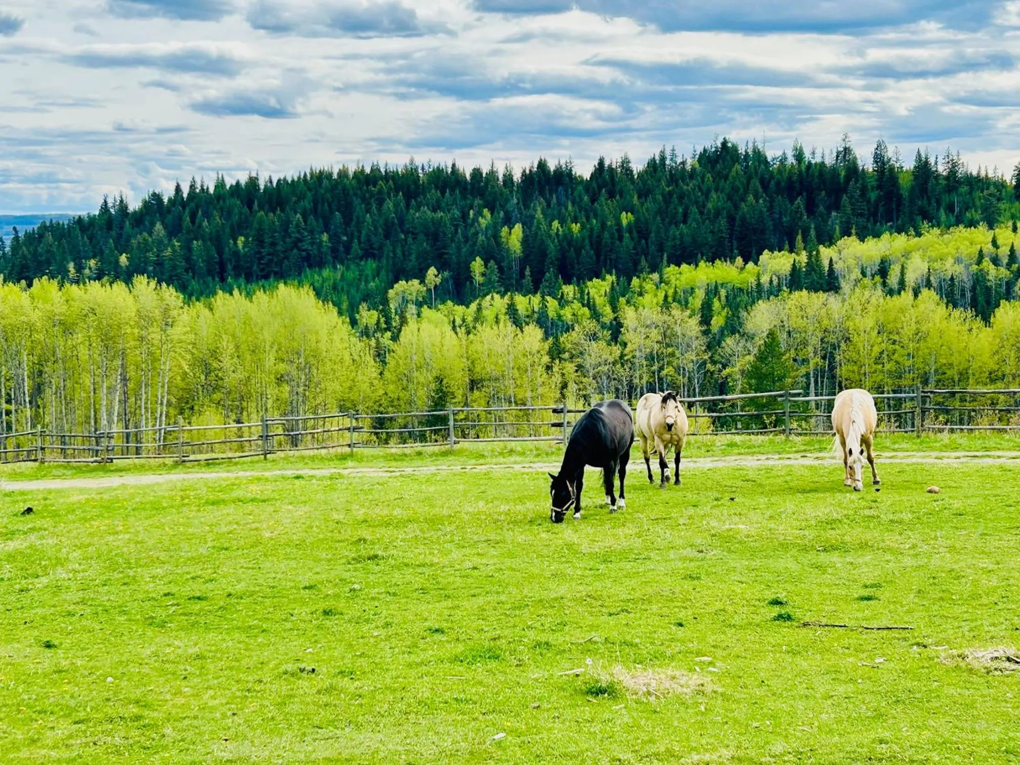 Montana Hill Guest Ranch