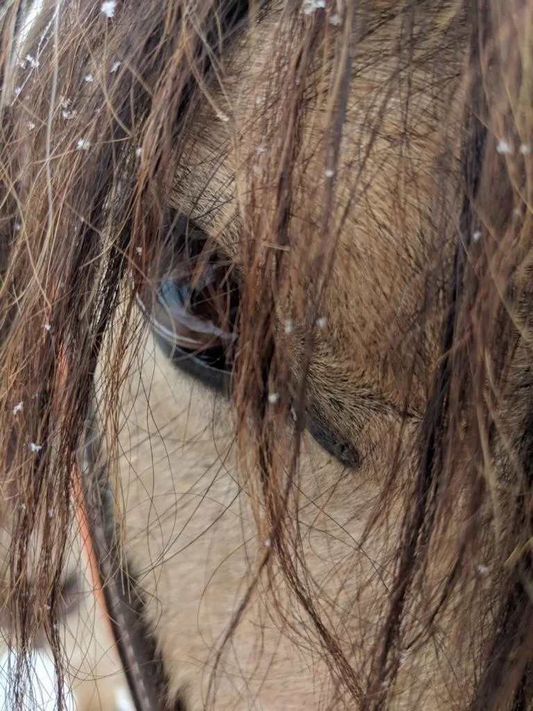 Montana Hill Guest Ranch