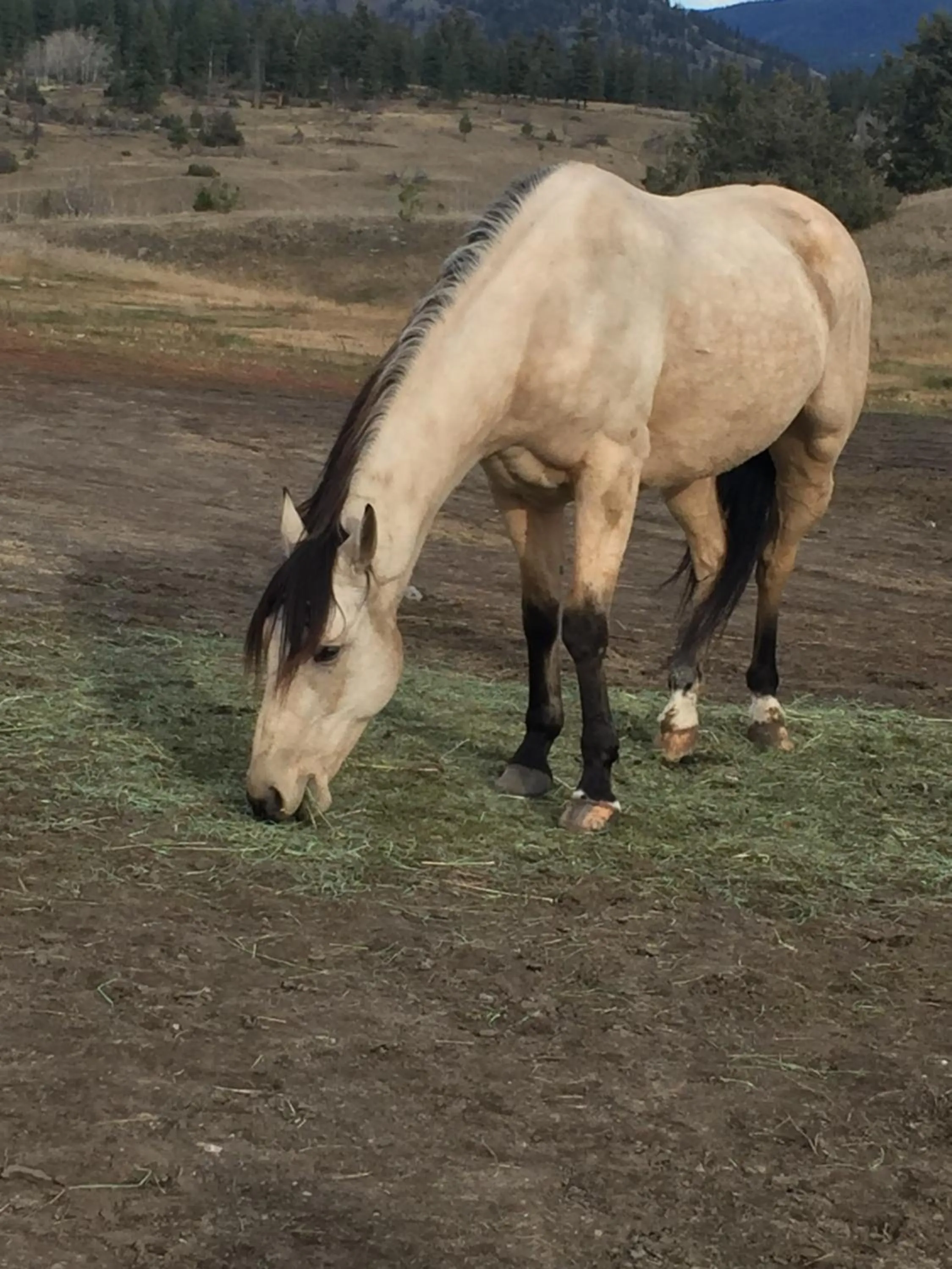 Pets in Montana Hill Guest Ranch