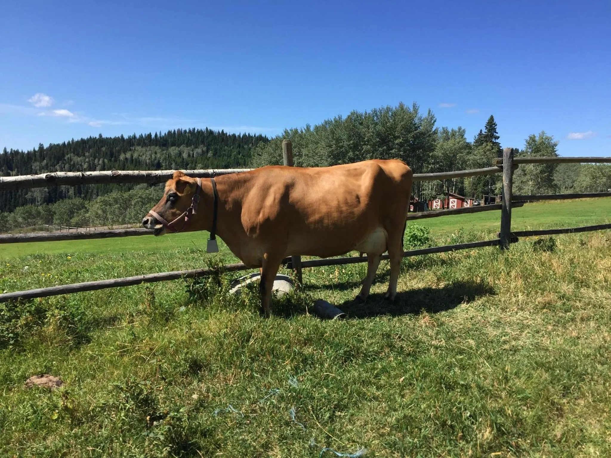 Montana Hill Guest Ranch