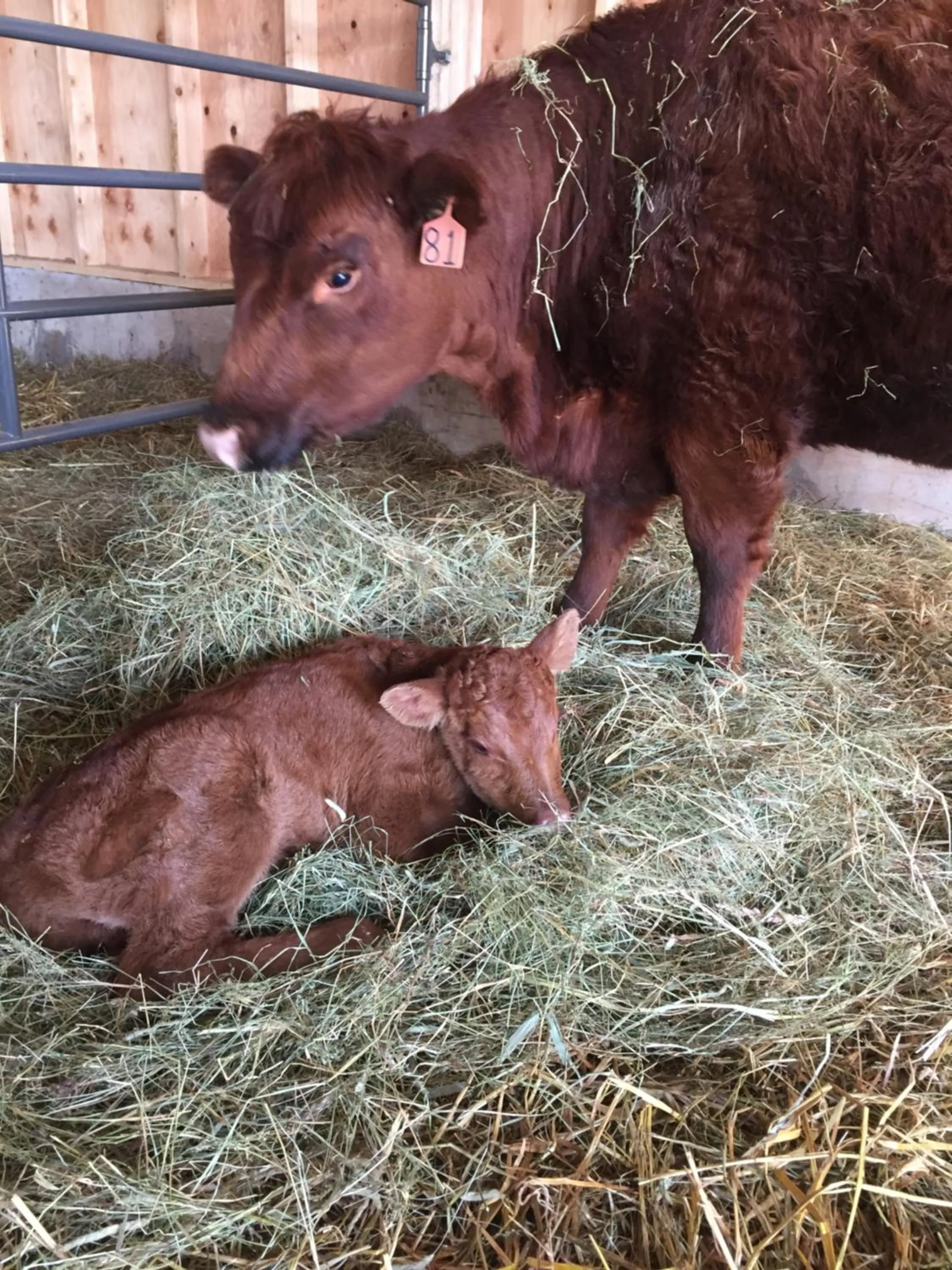 Animals in Montana Hill Guest Ranch