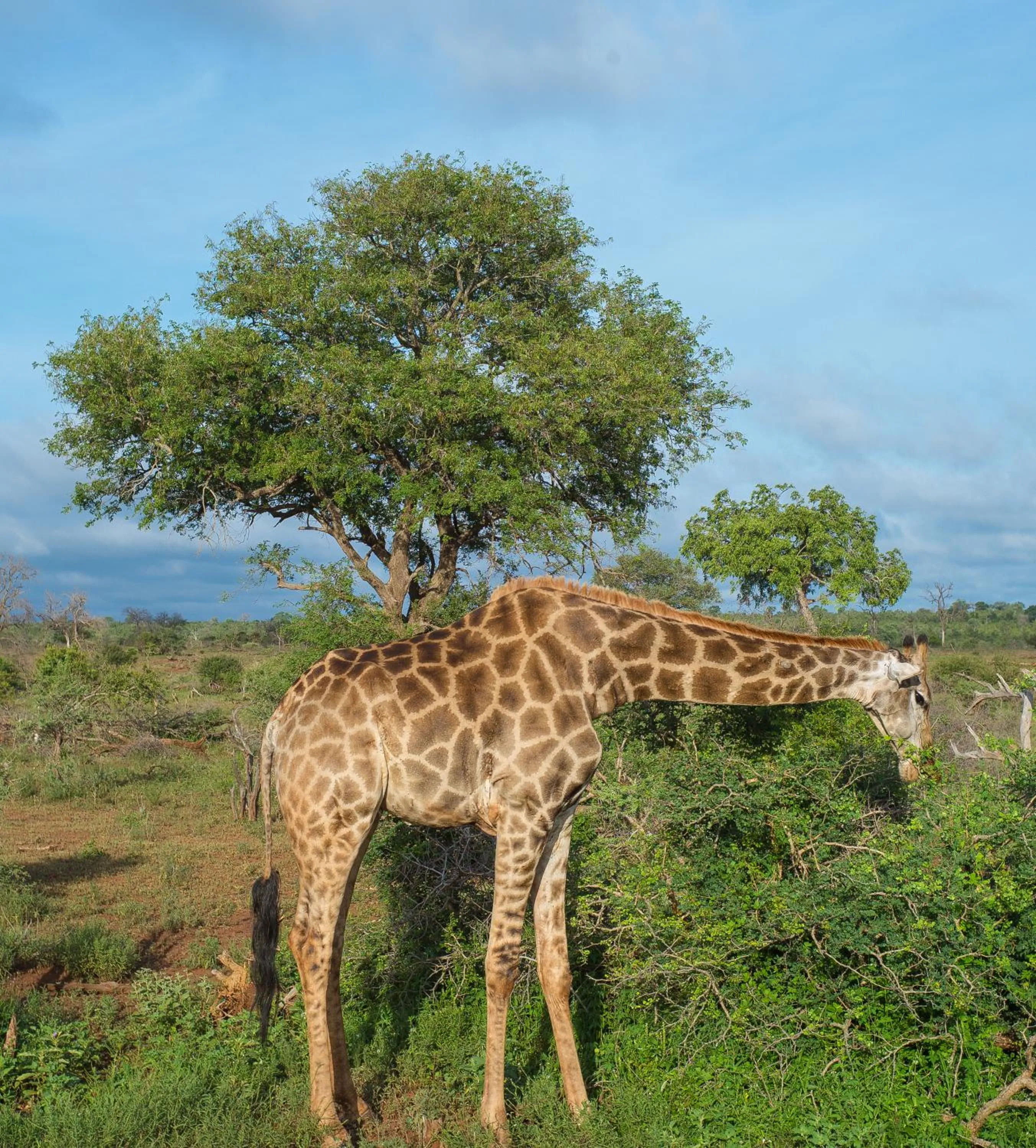 Animals in Imbube Safari Lodge
