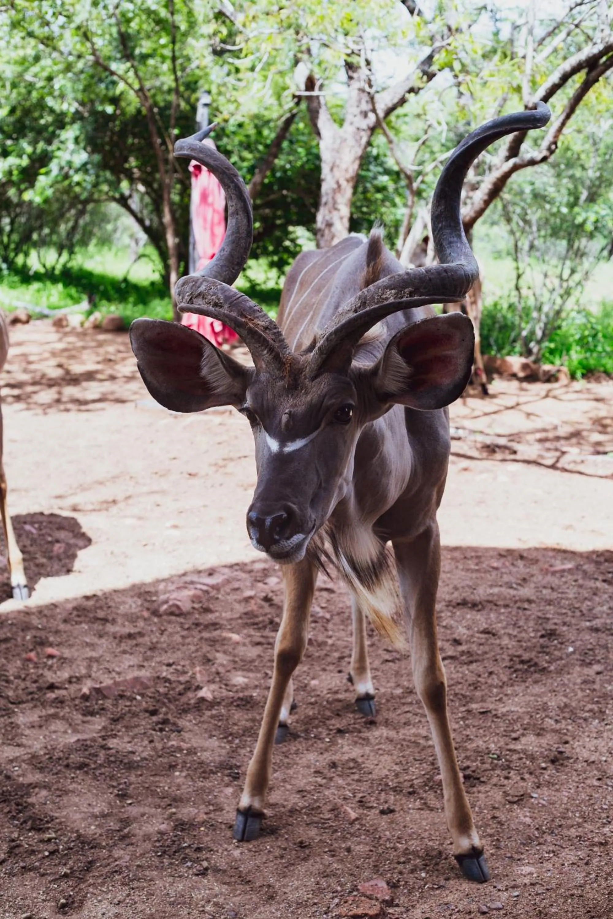 Activities in Imbube Safari Lodge