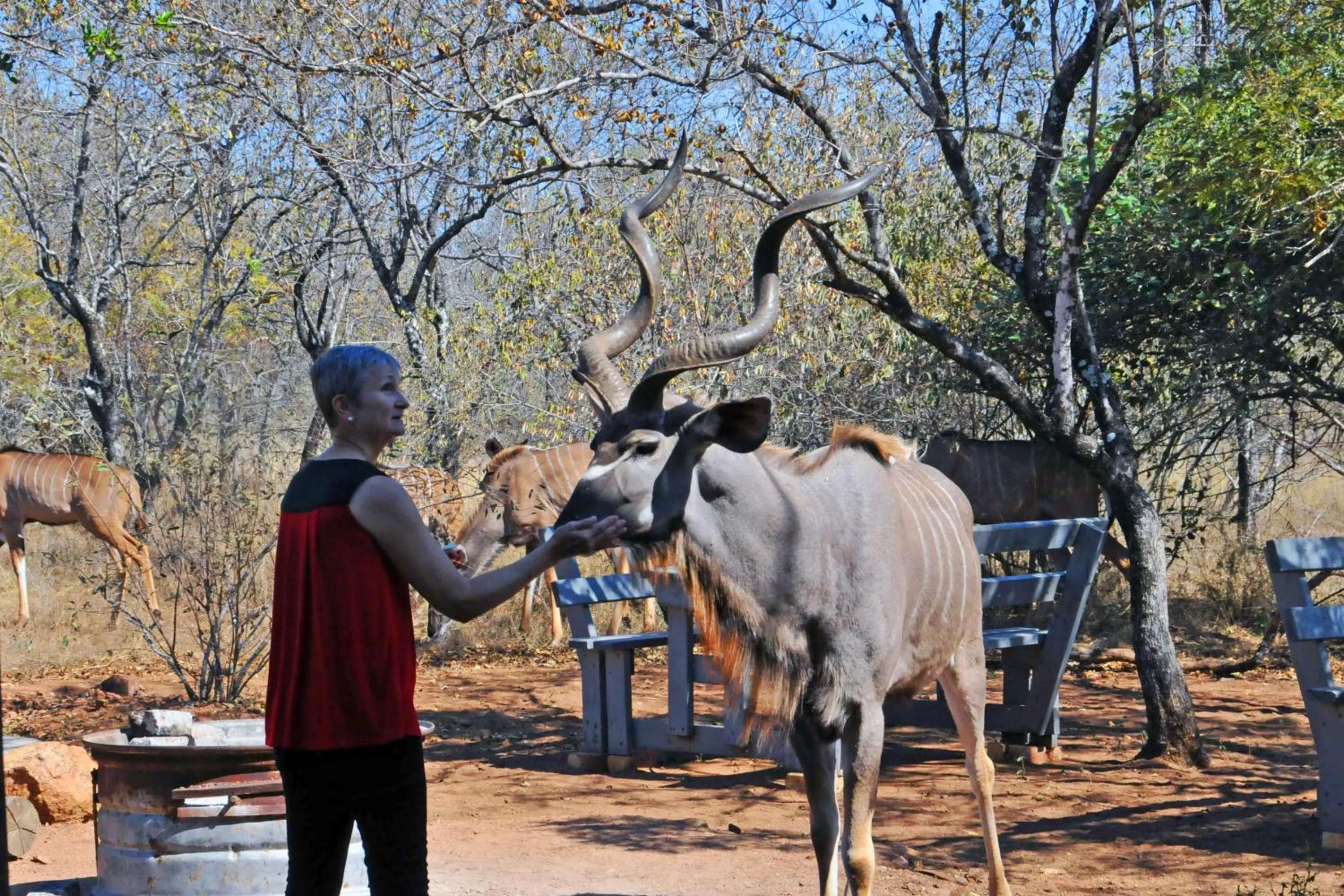 Animals in Imbube Safari Lodge