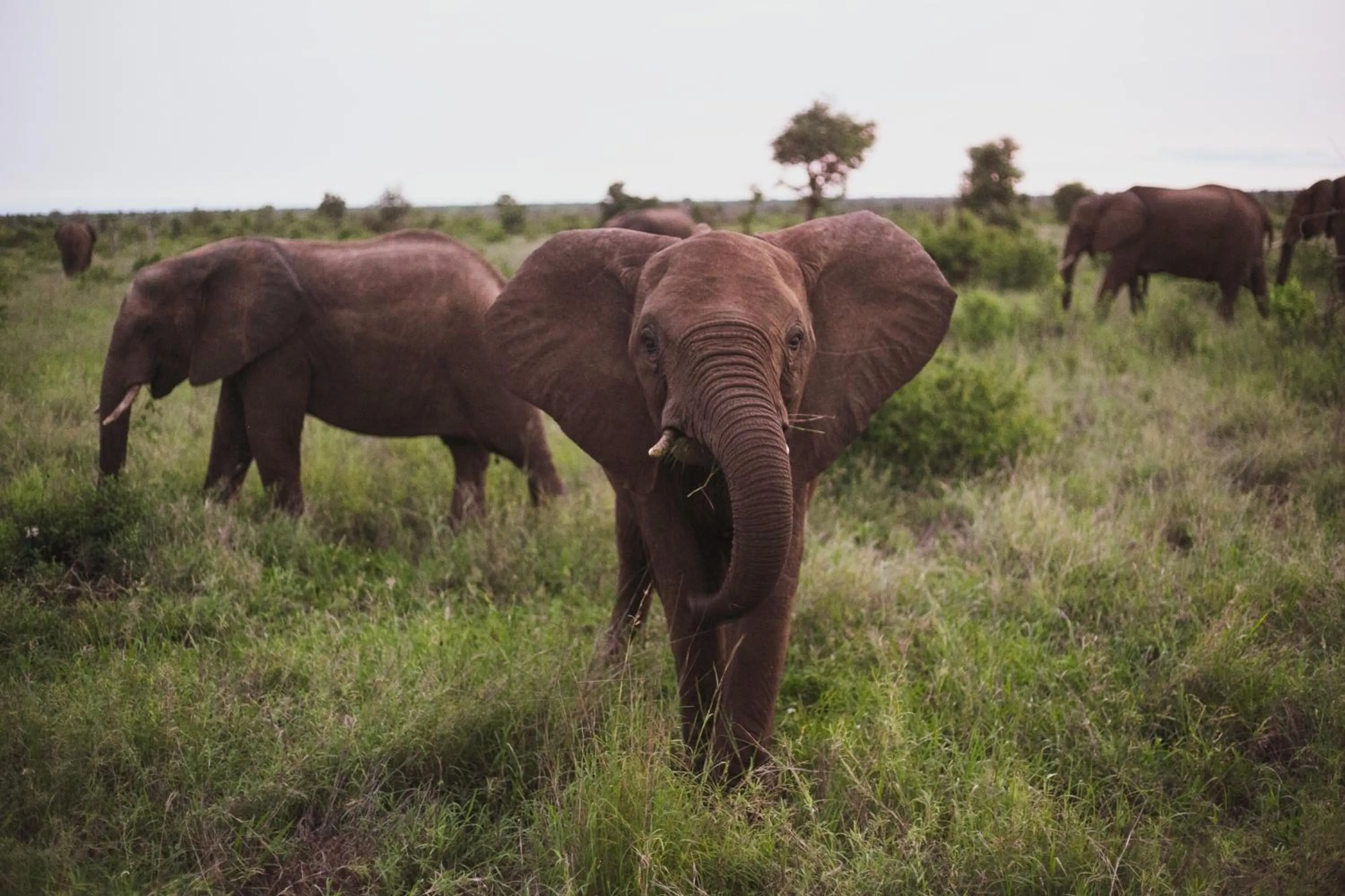 Activities in Imbube Safari Lodge