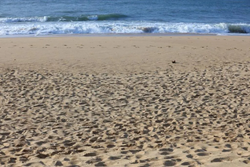 Beach in Mangrove Beach Cabana