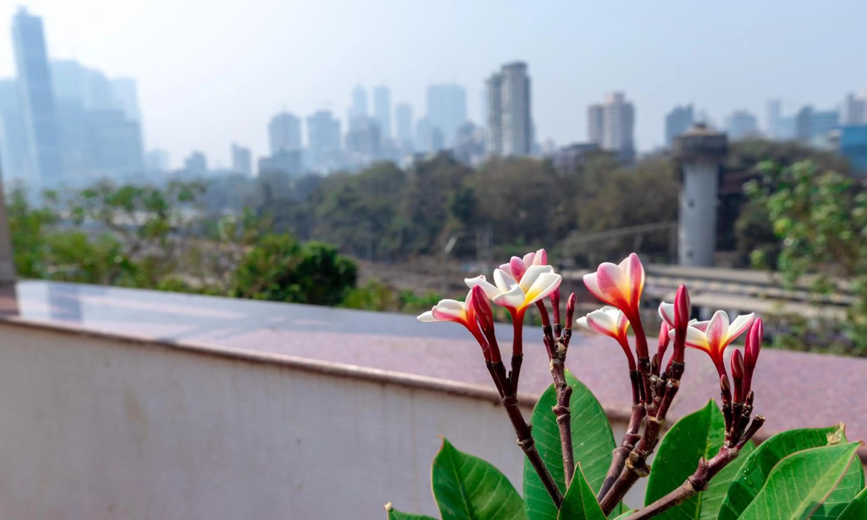 Garden in Hotel Parklane