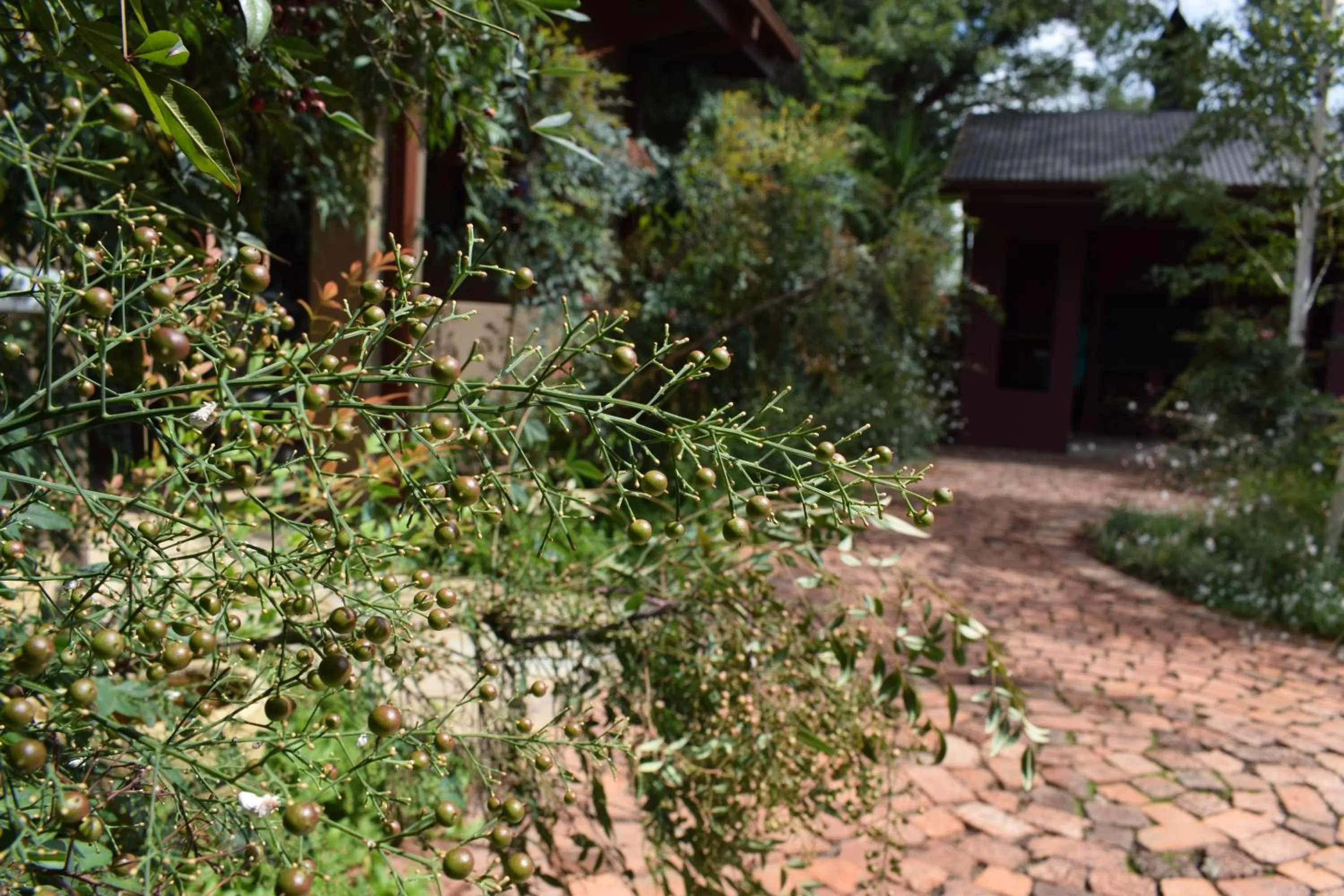 Garden in Greenleaf Guest Lodge