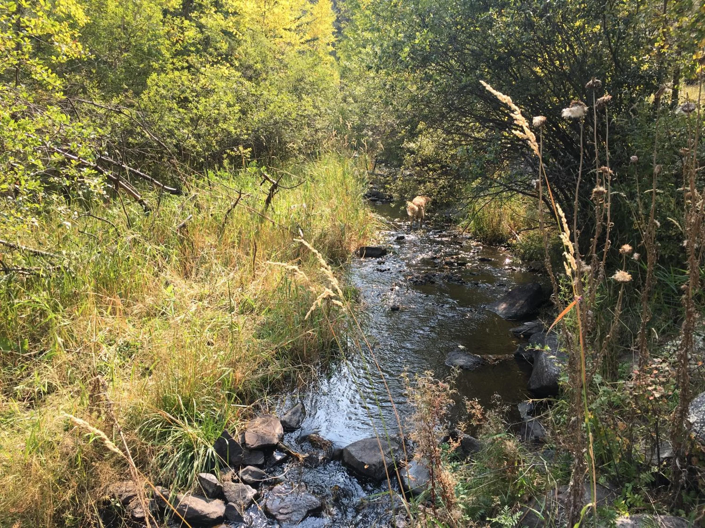 Natural landscape in Priceless Black Hills View
