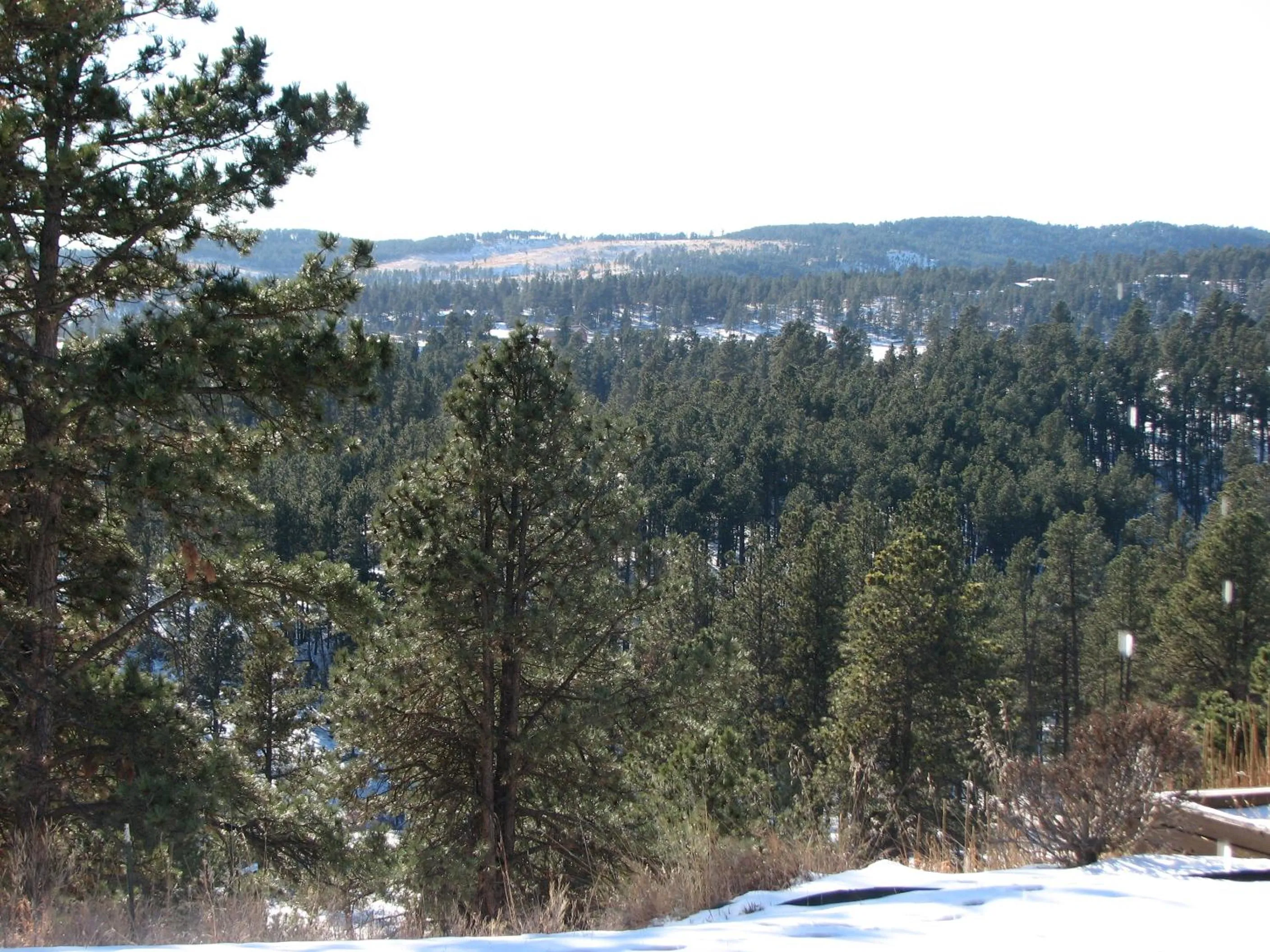 Winter in Priceless Black Hills View
