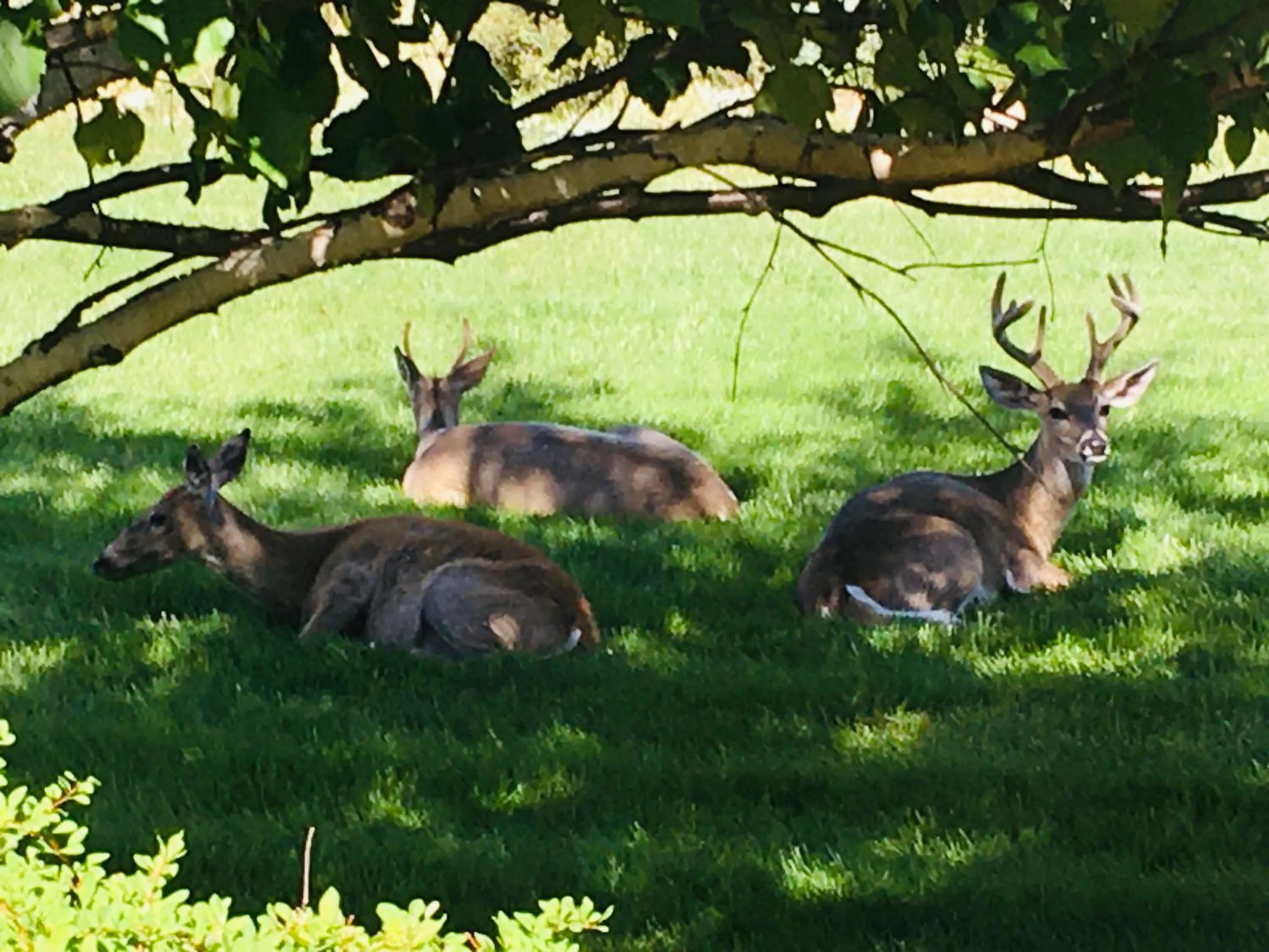 Animals in Priceless Black Hills View