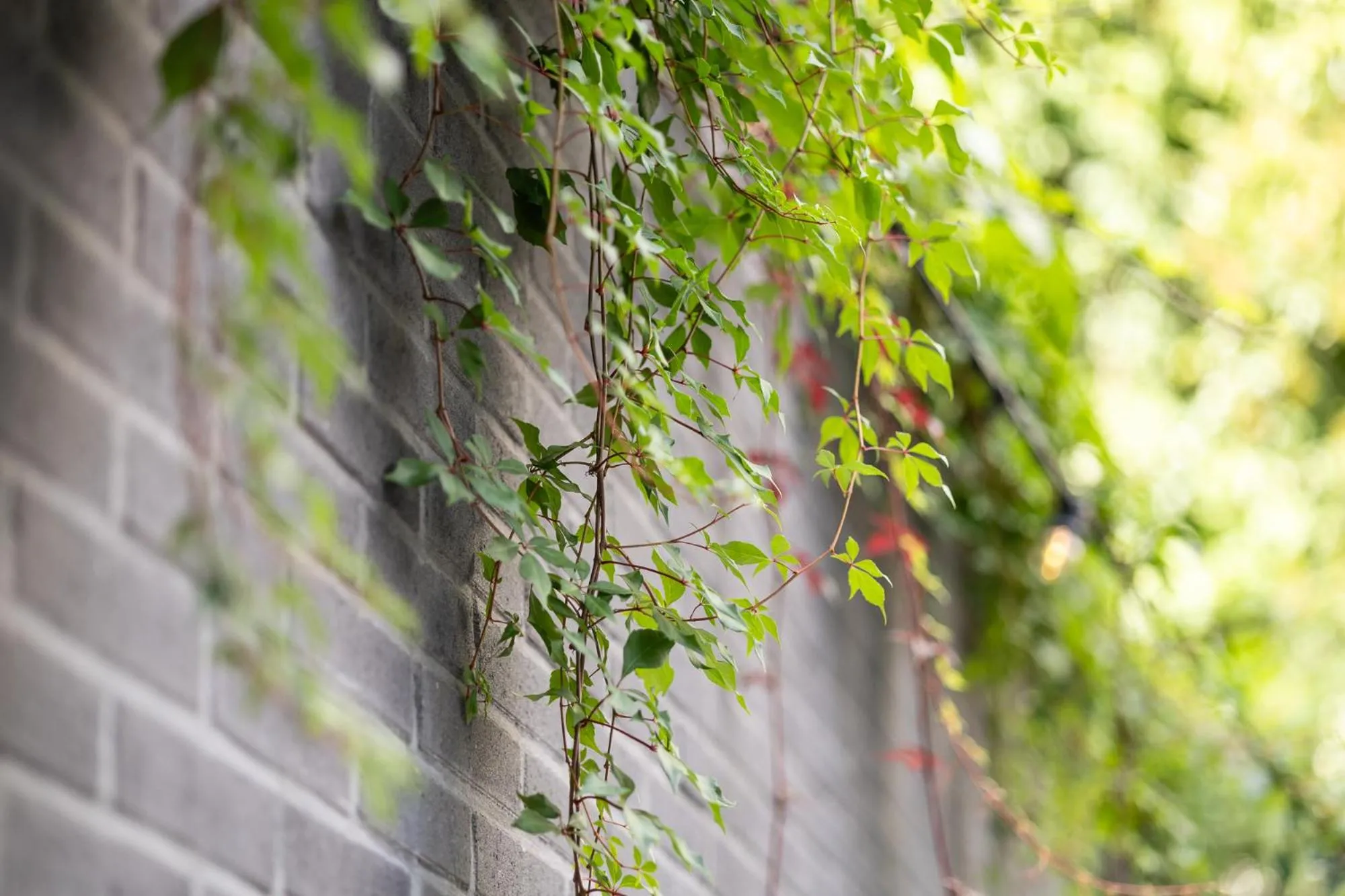 Garden in Holiday Inn Express Mechelen City Centre by IHG