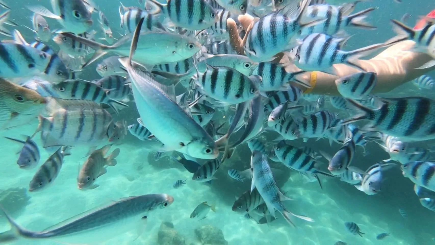 Snorkeling in Baan Chan Lay Koh Chang