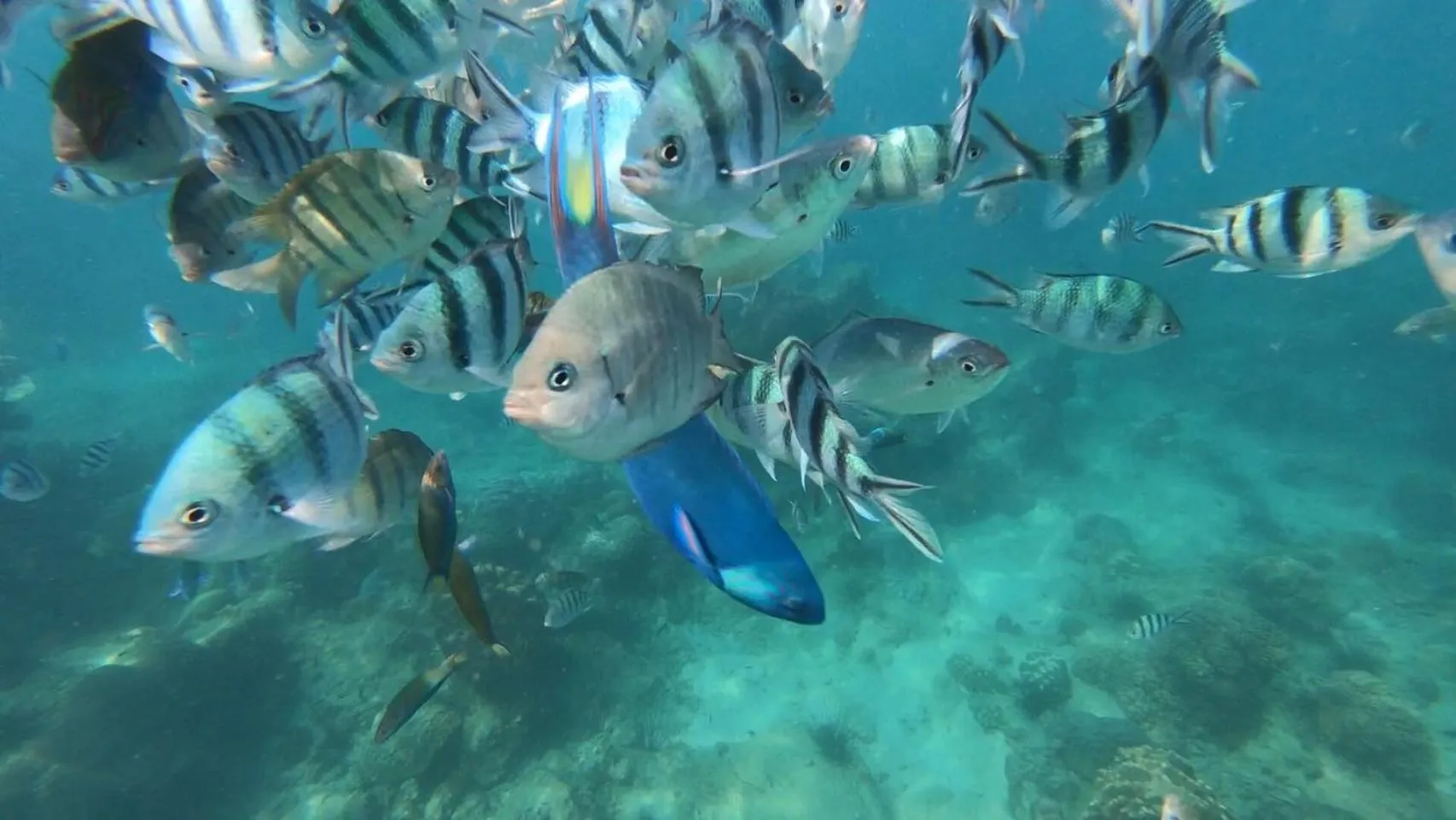 Snorkeling in Baan Chan Lay Koh Chang