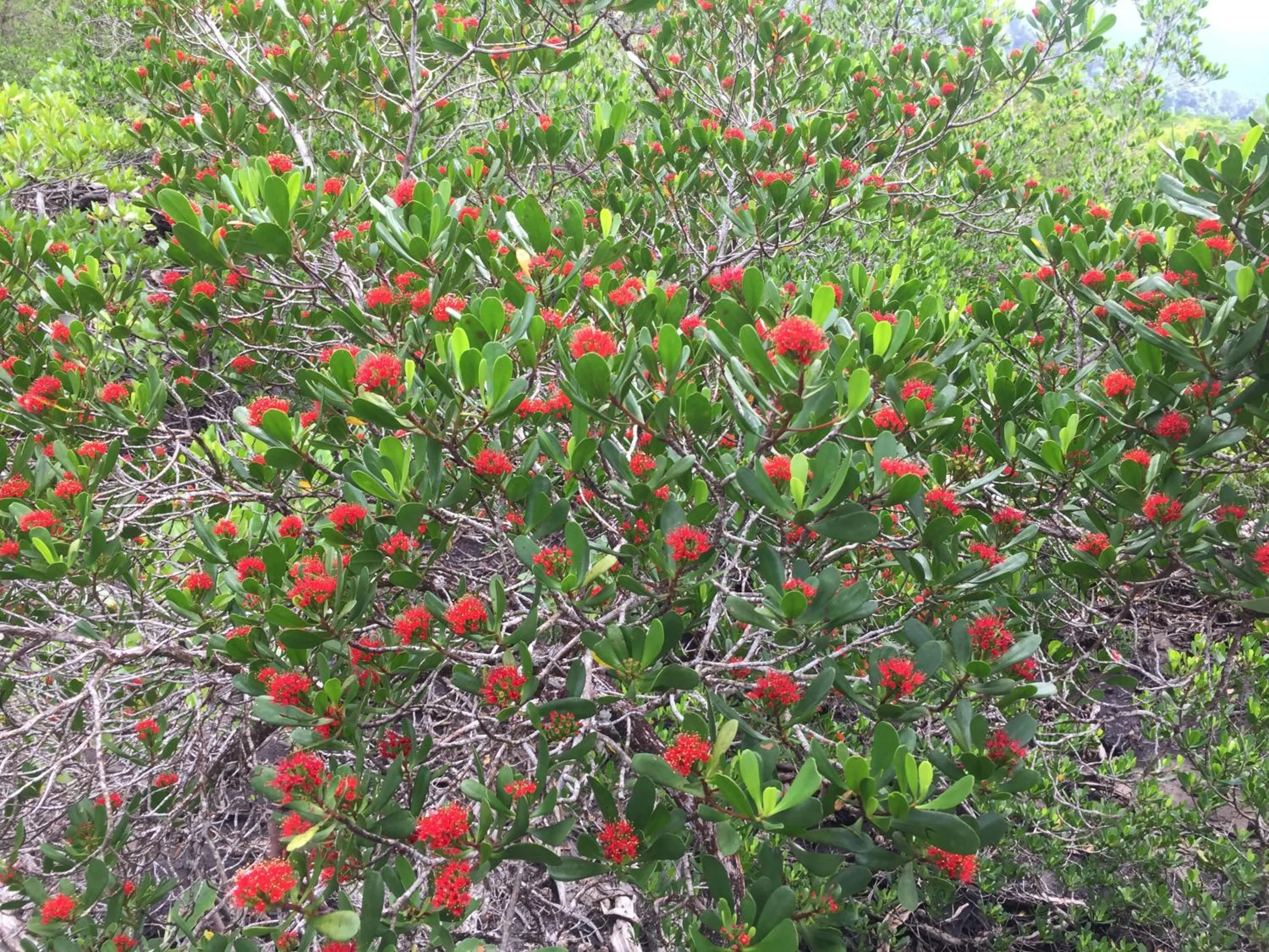 Other in Baan Chan Lay Koh Chang