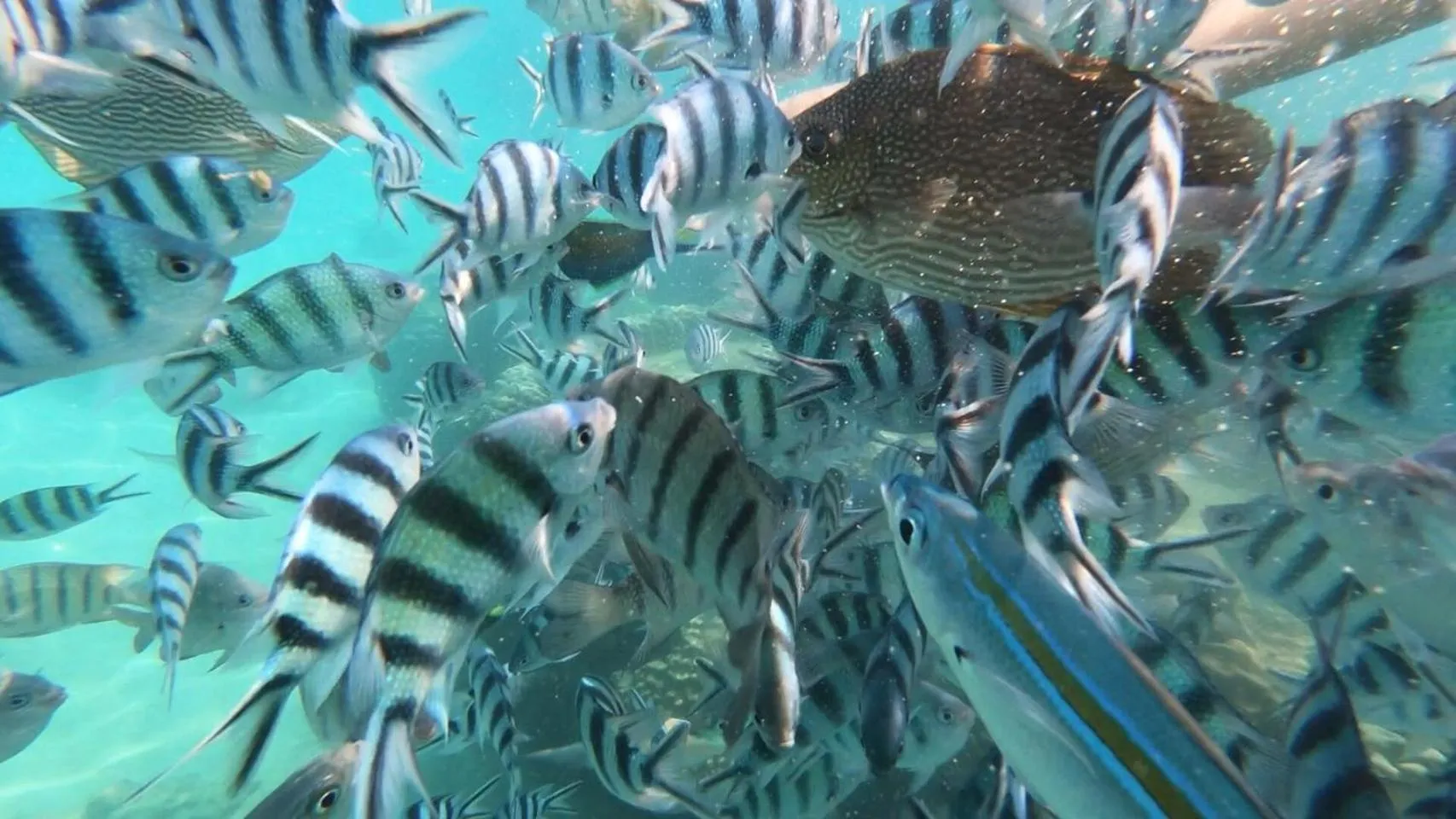 Snorkeling in Baan Chan Lay Koh Chang