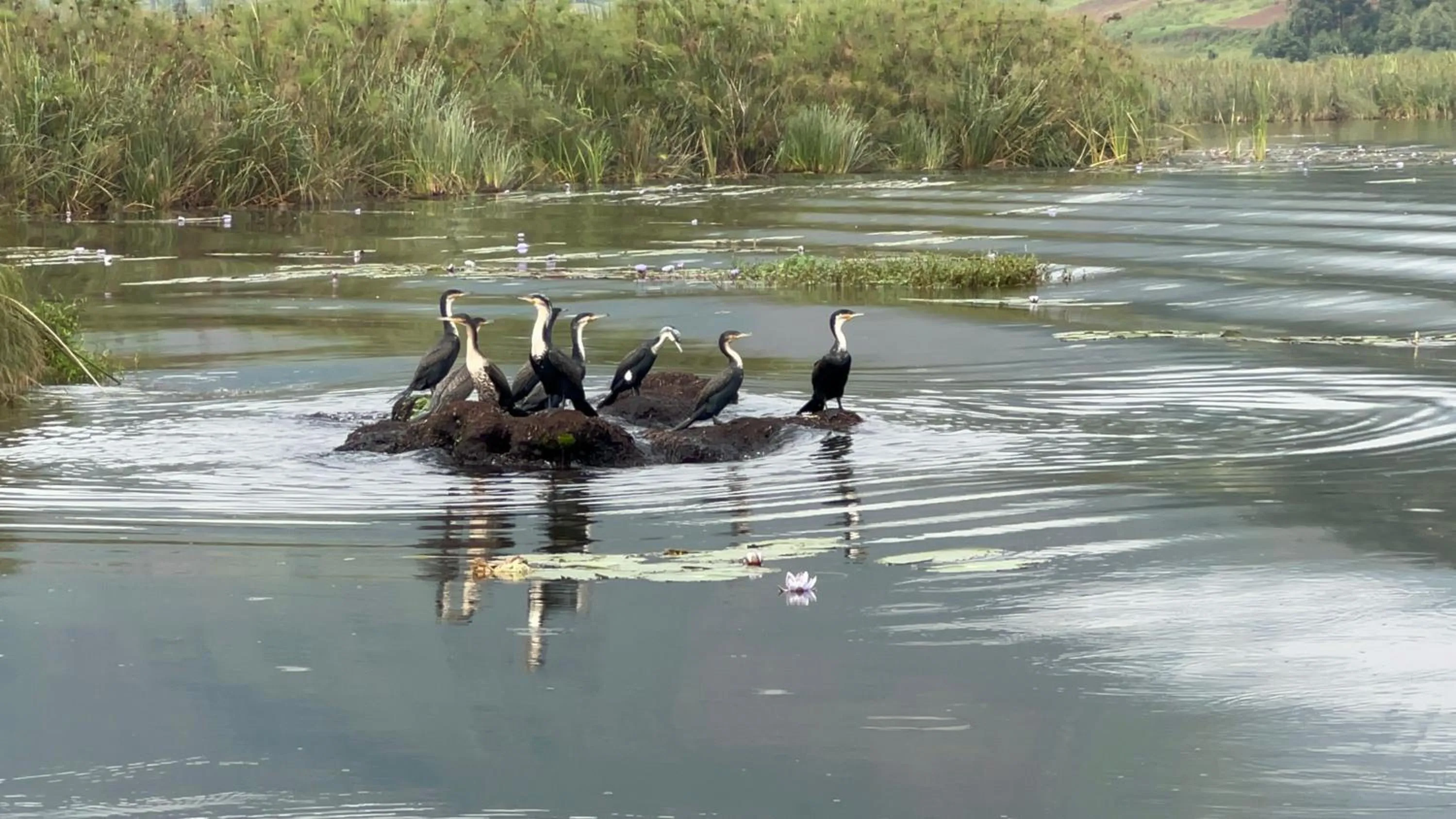 Bird's eye view in Lake Bunyonyi Rock Resort