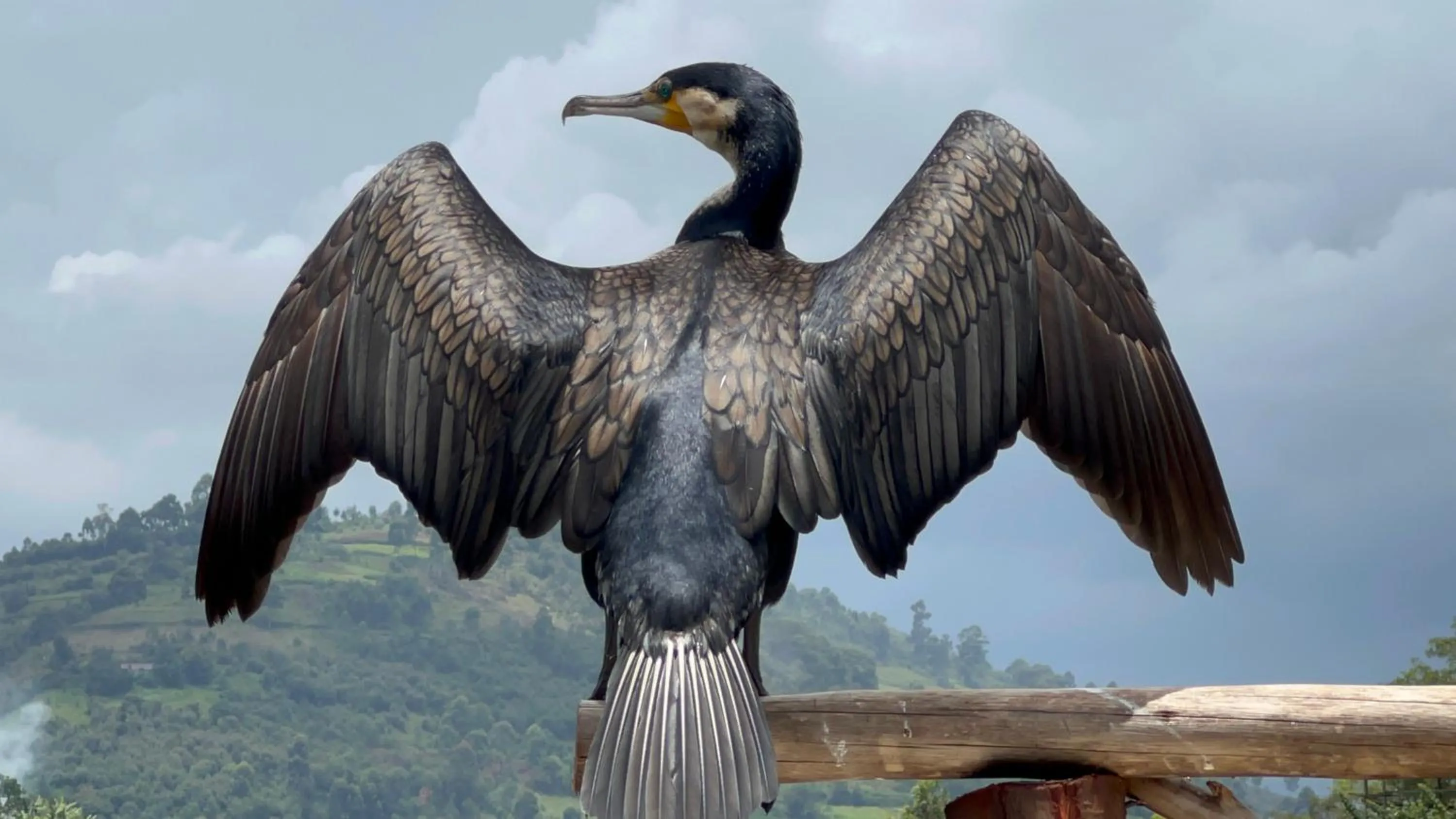 Bird's eye view in Lake Bunyonyi Rock Resort