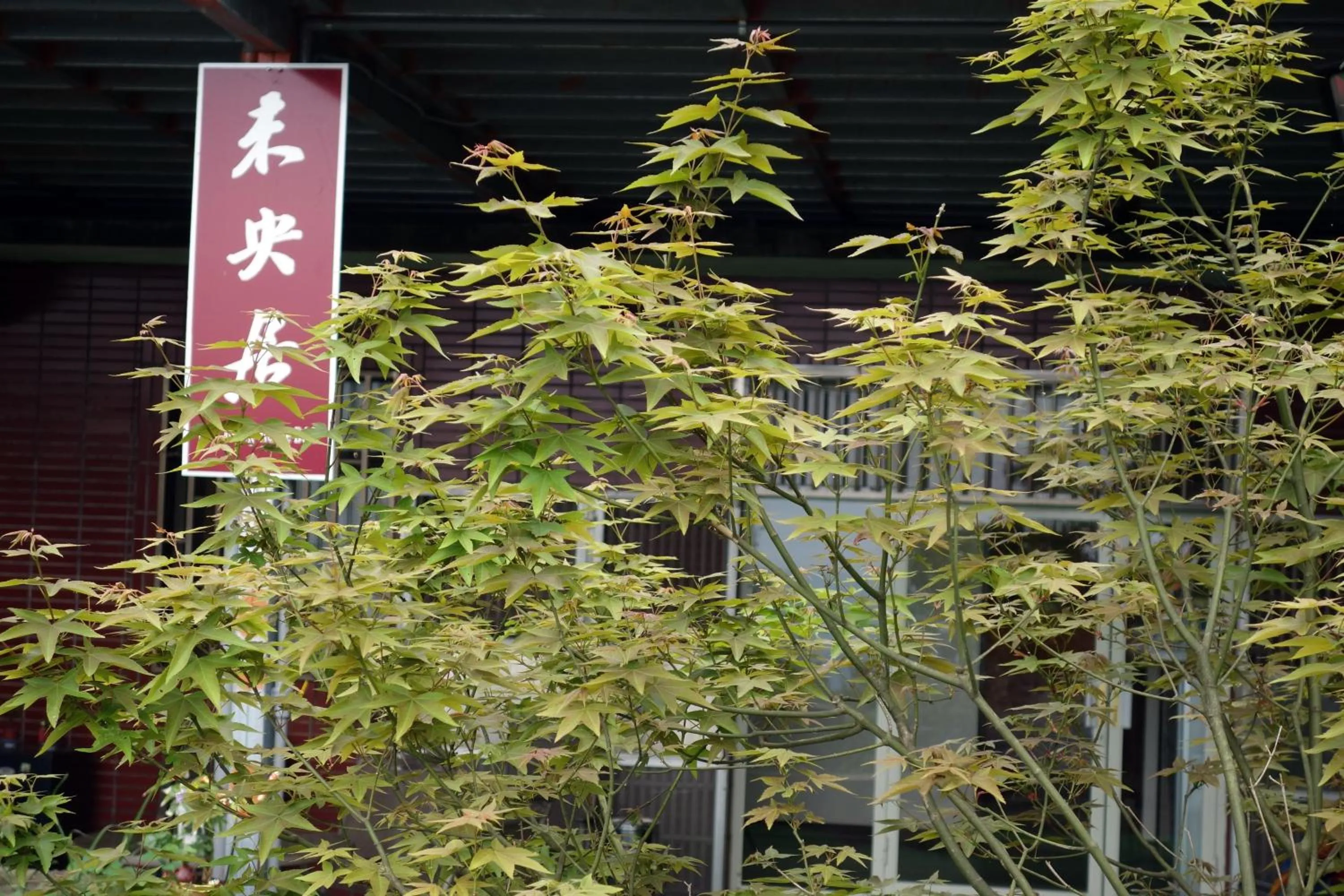 Off site in Way Young House