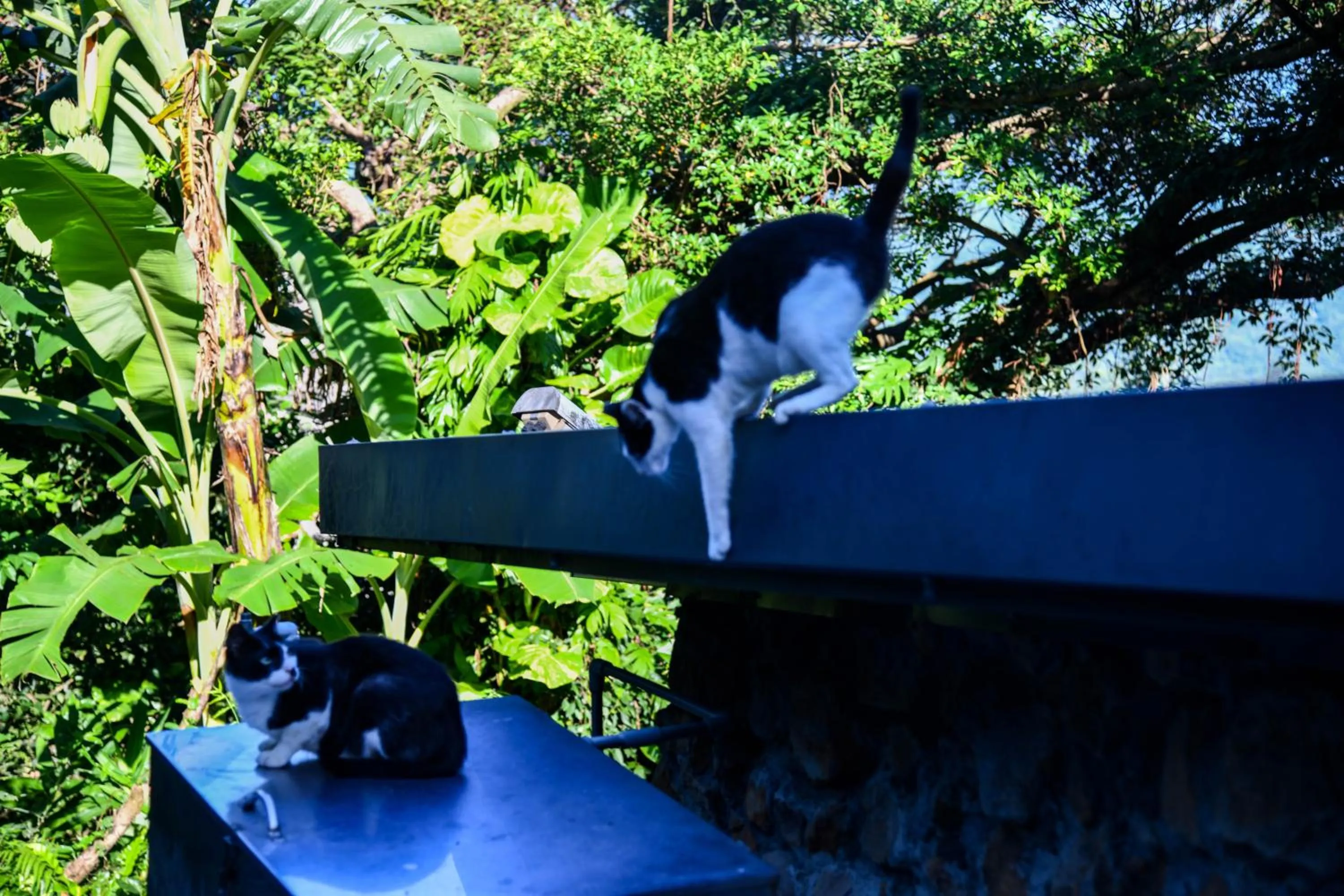 Property building in Way Young House