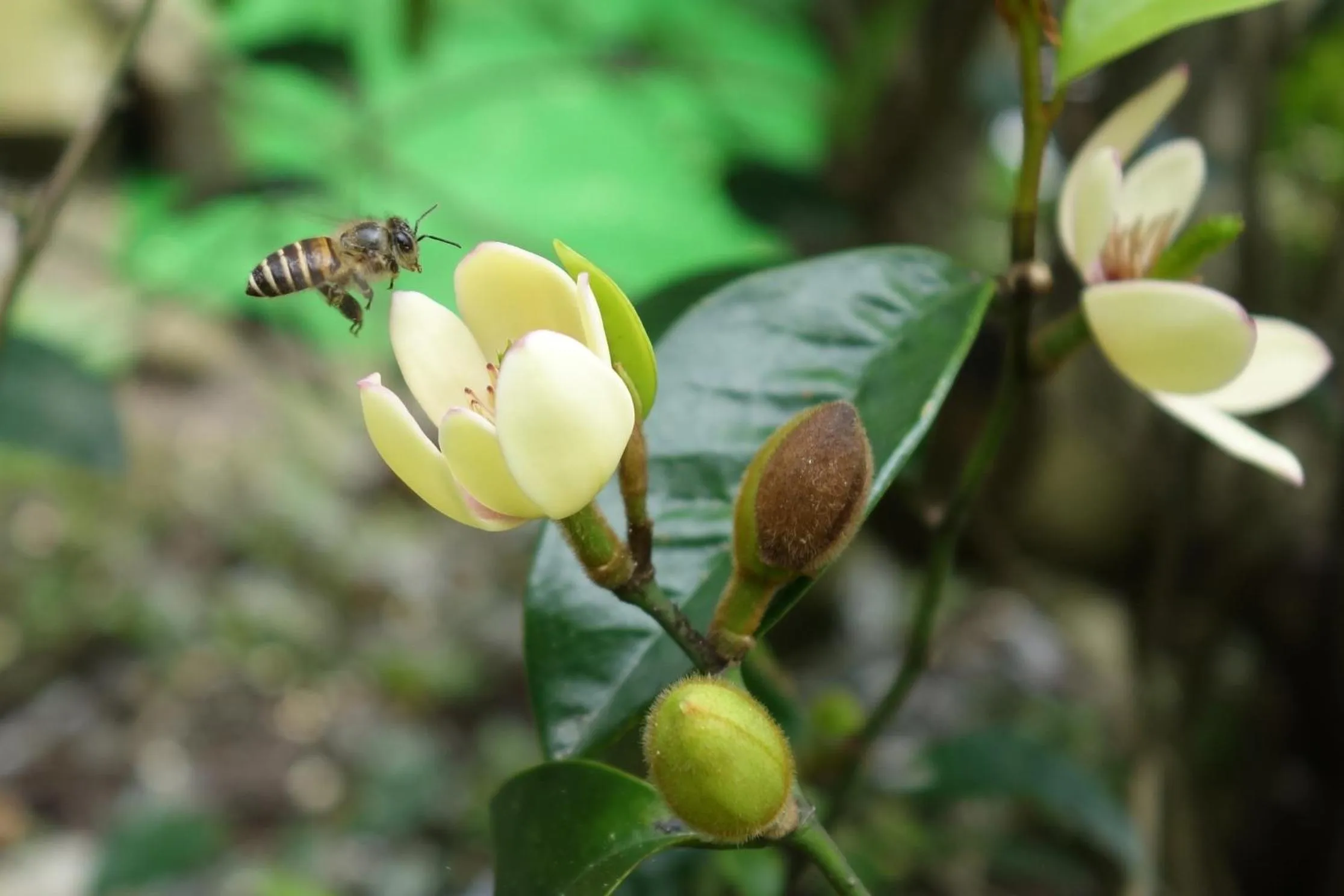 Spring in Way Young House