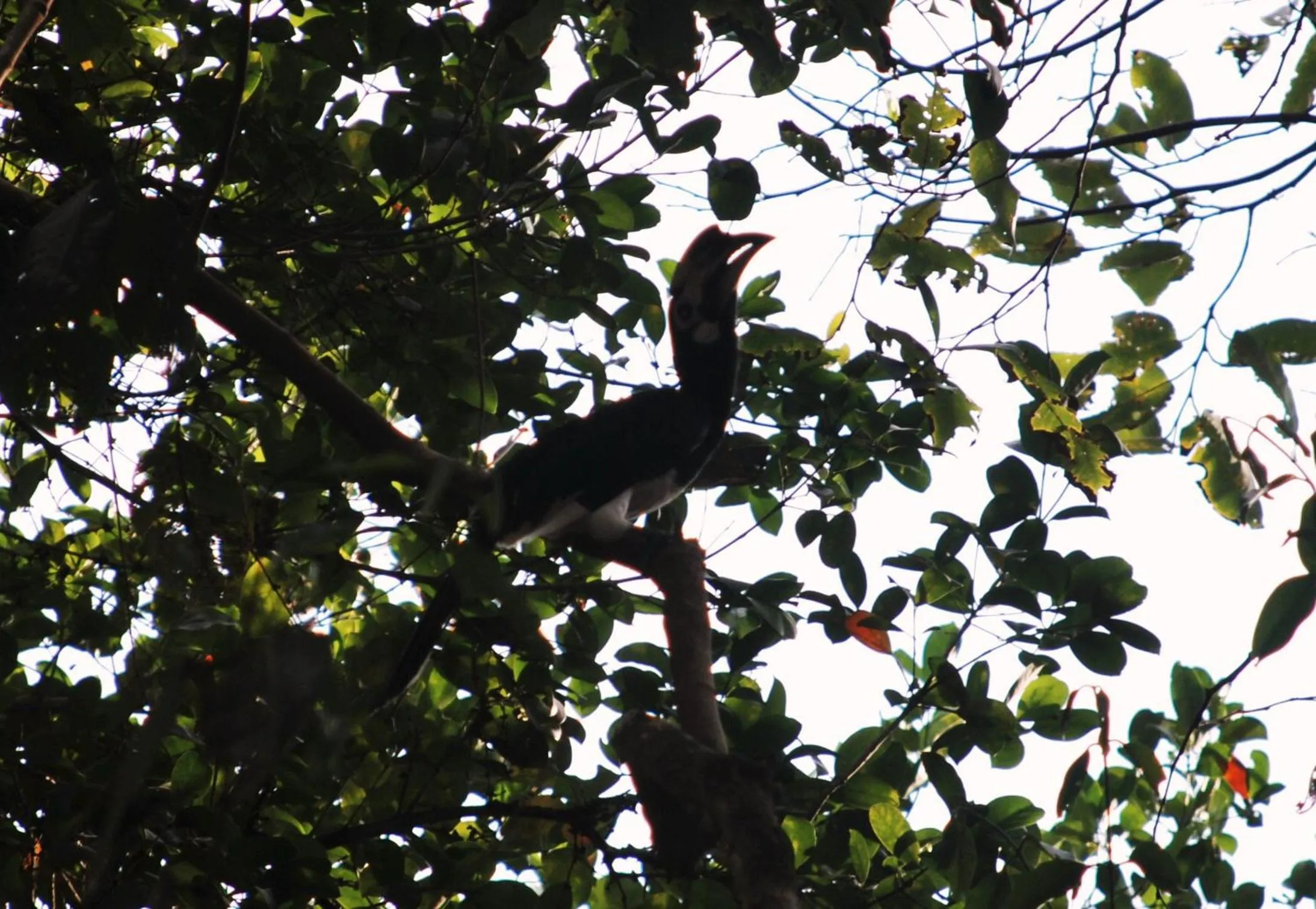 Natural landscape in Bamboo Bungalows