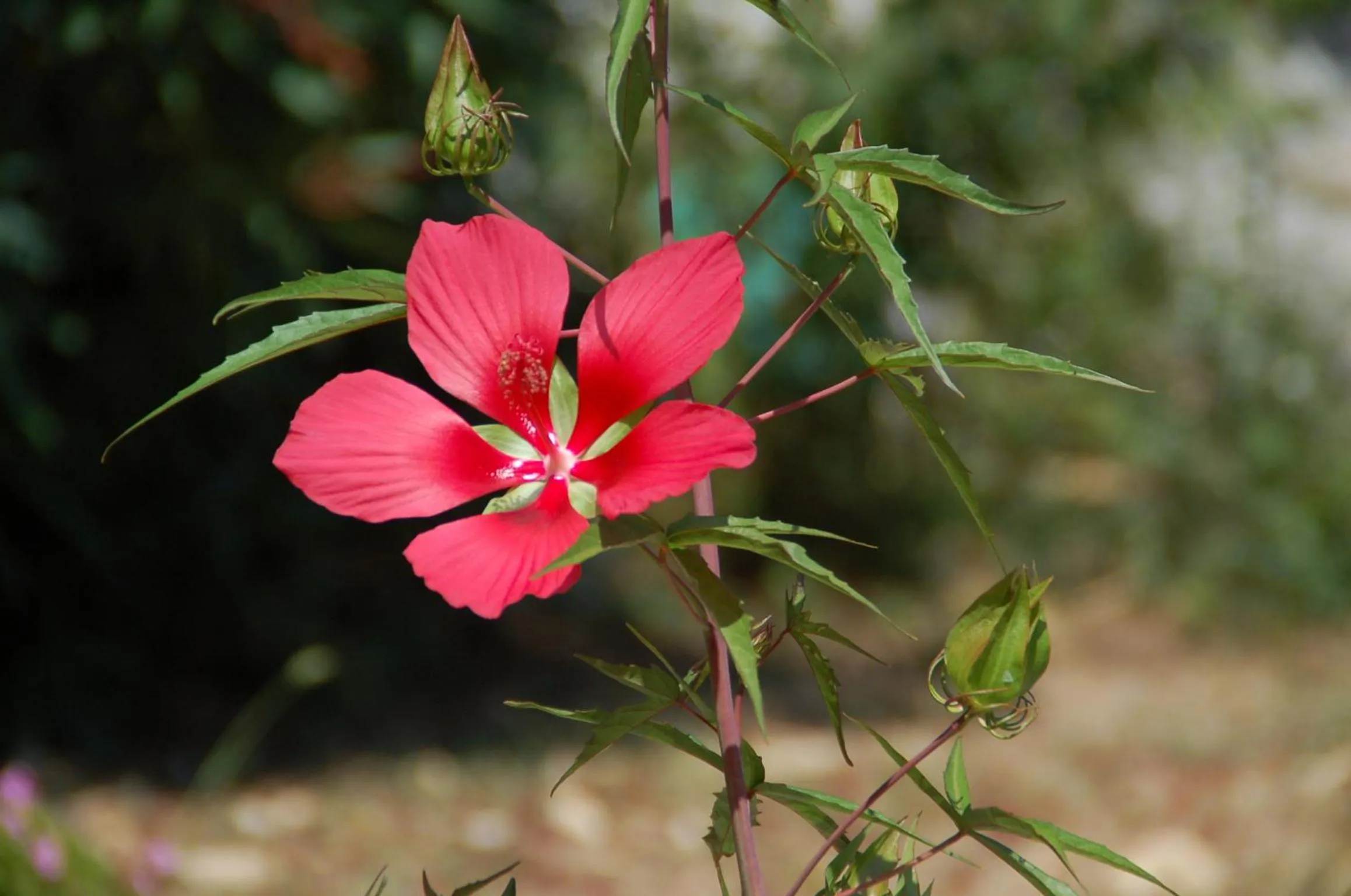 Garden in Le Mazet de Tourrettes