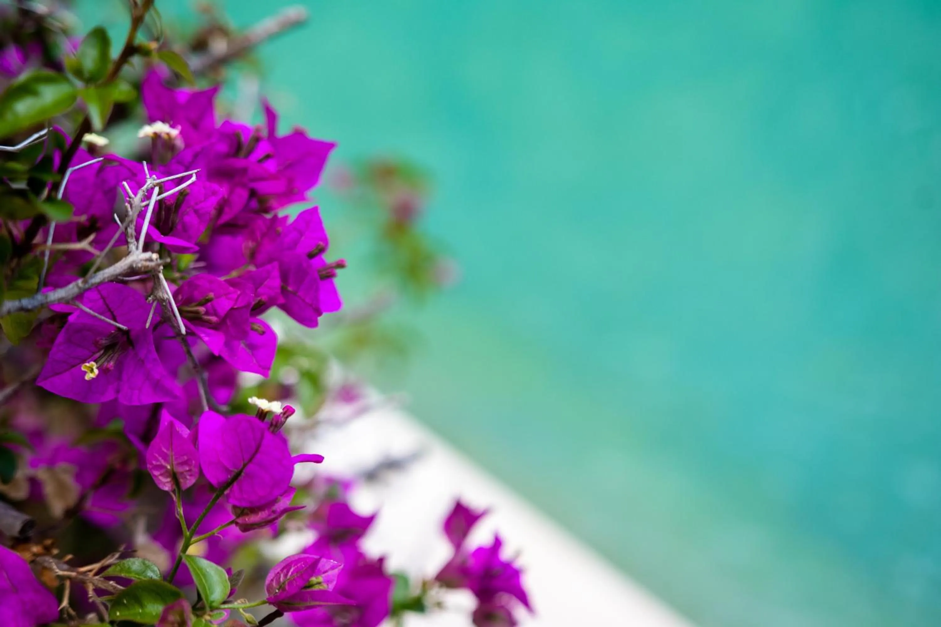 Pool view in Le Mazet de Tourrettes