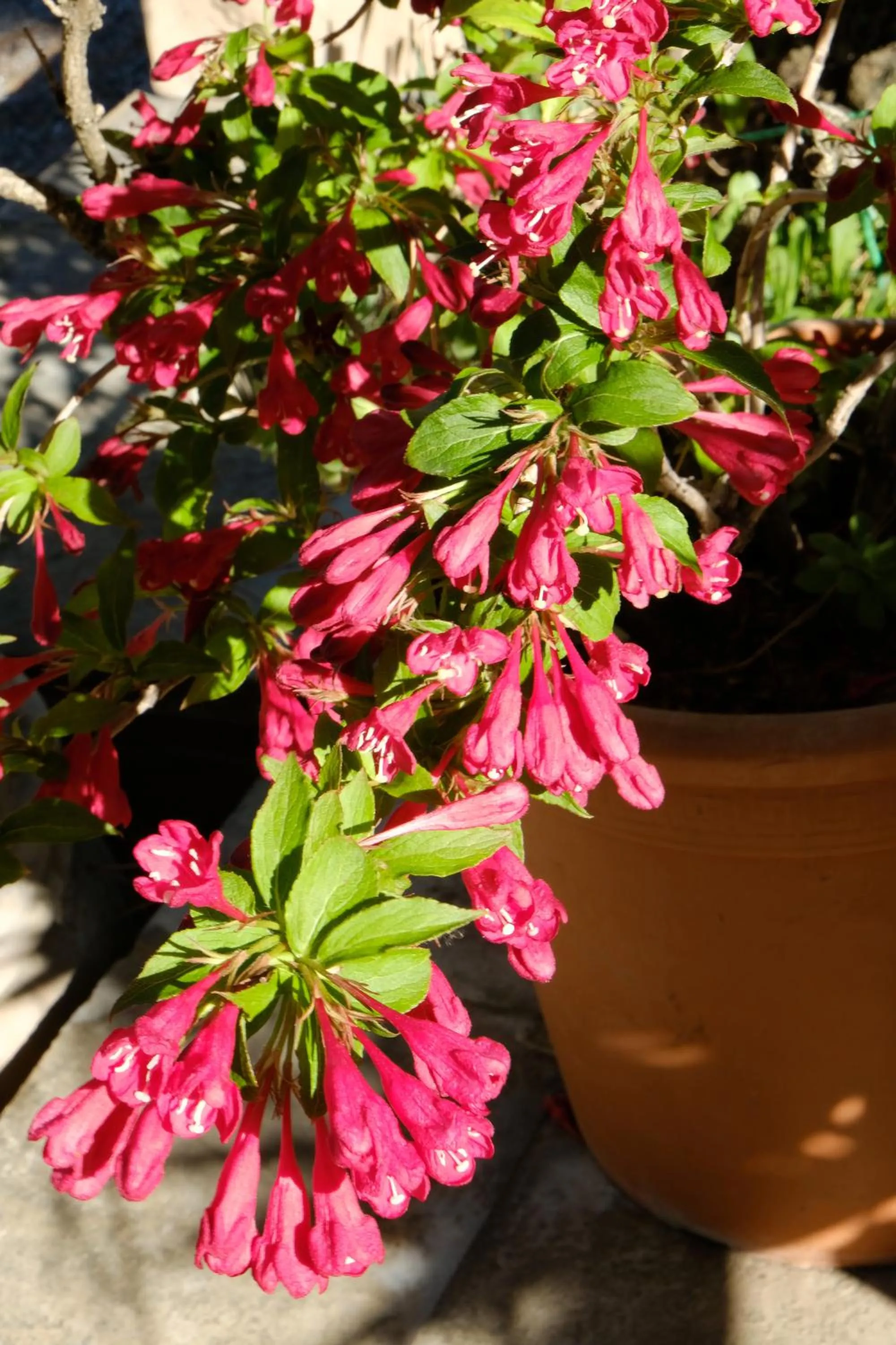 Garden in Hotel Villa Elda