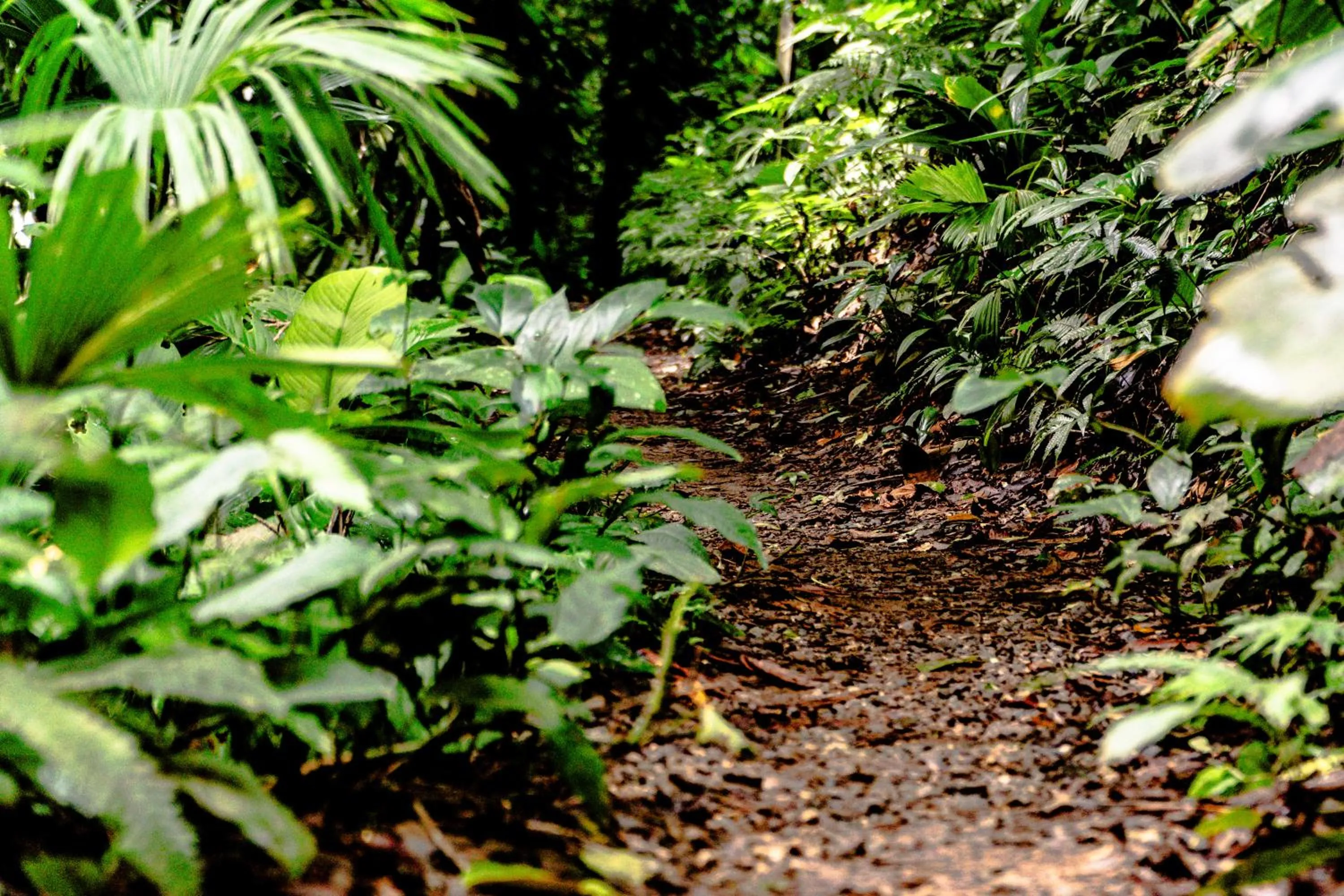 Natural landscape in Socialtel Red Frog